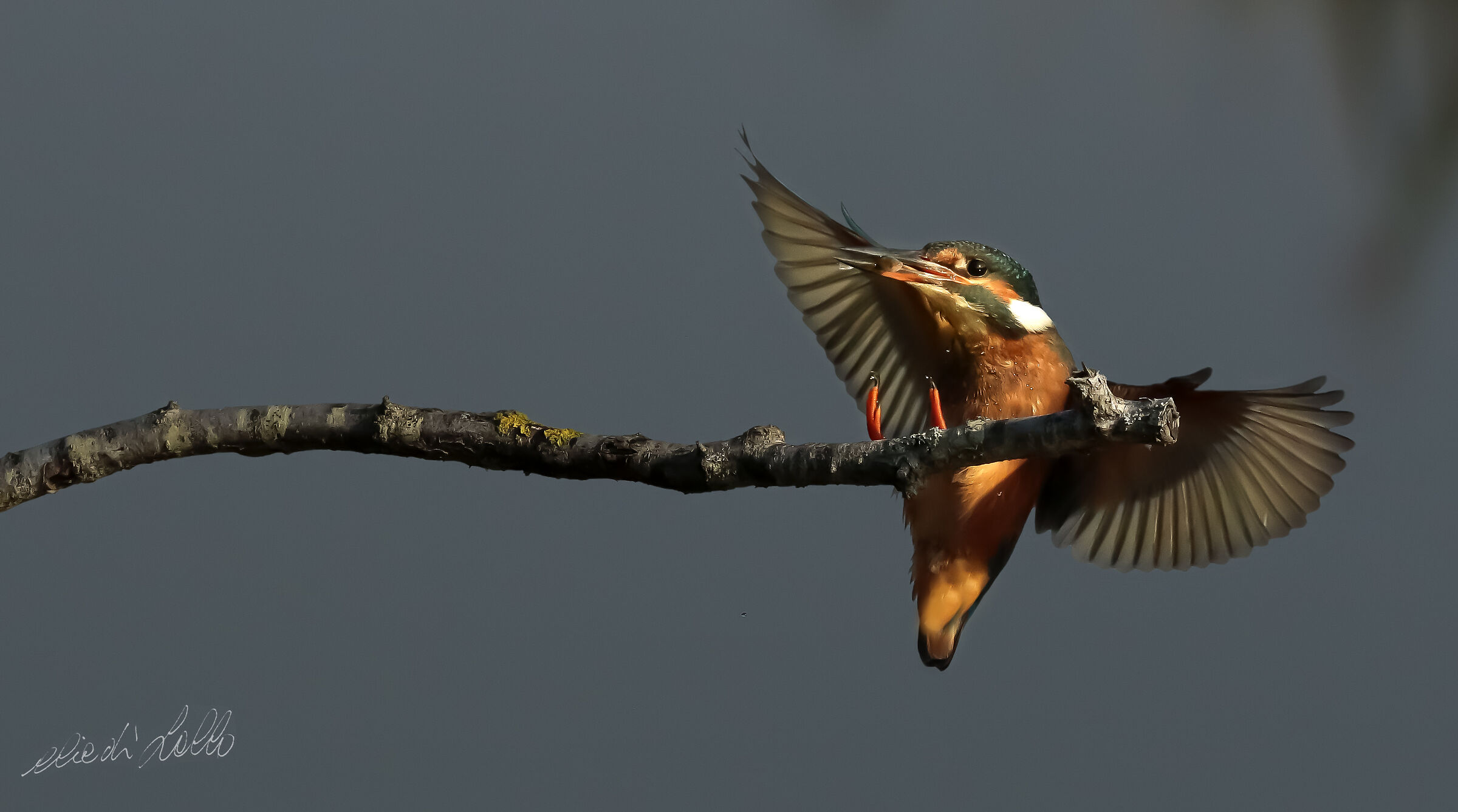 Martin pescatore a Premilcuore