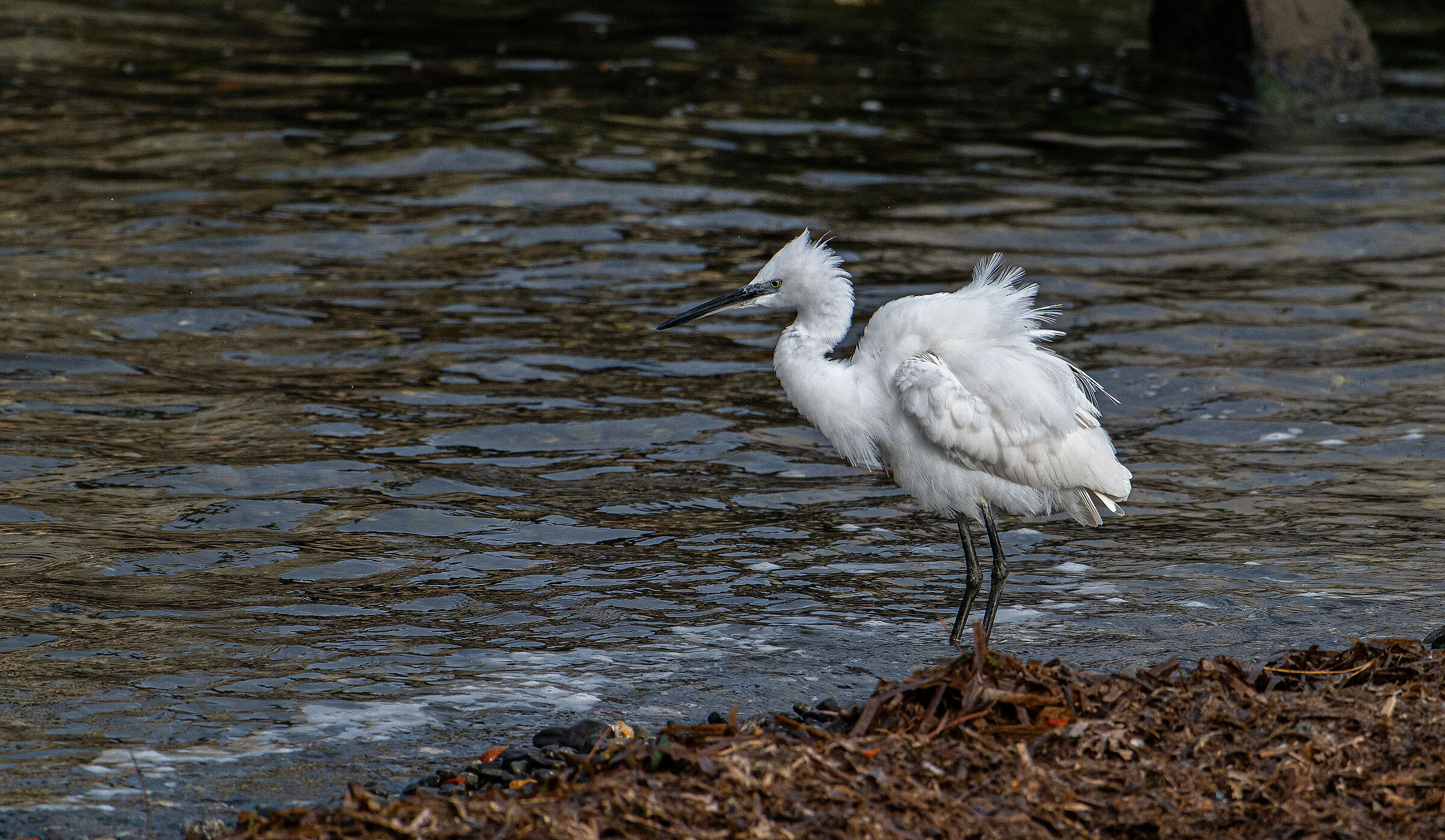 Egret