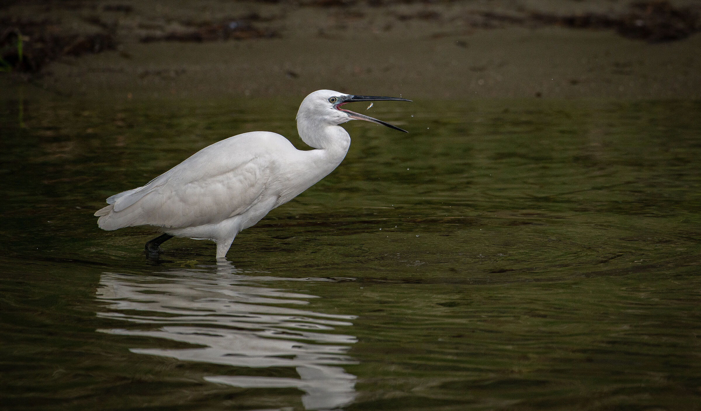 Egret