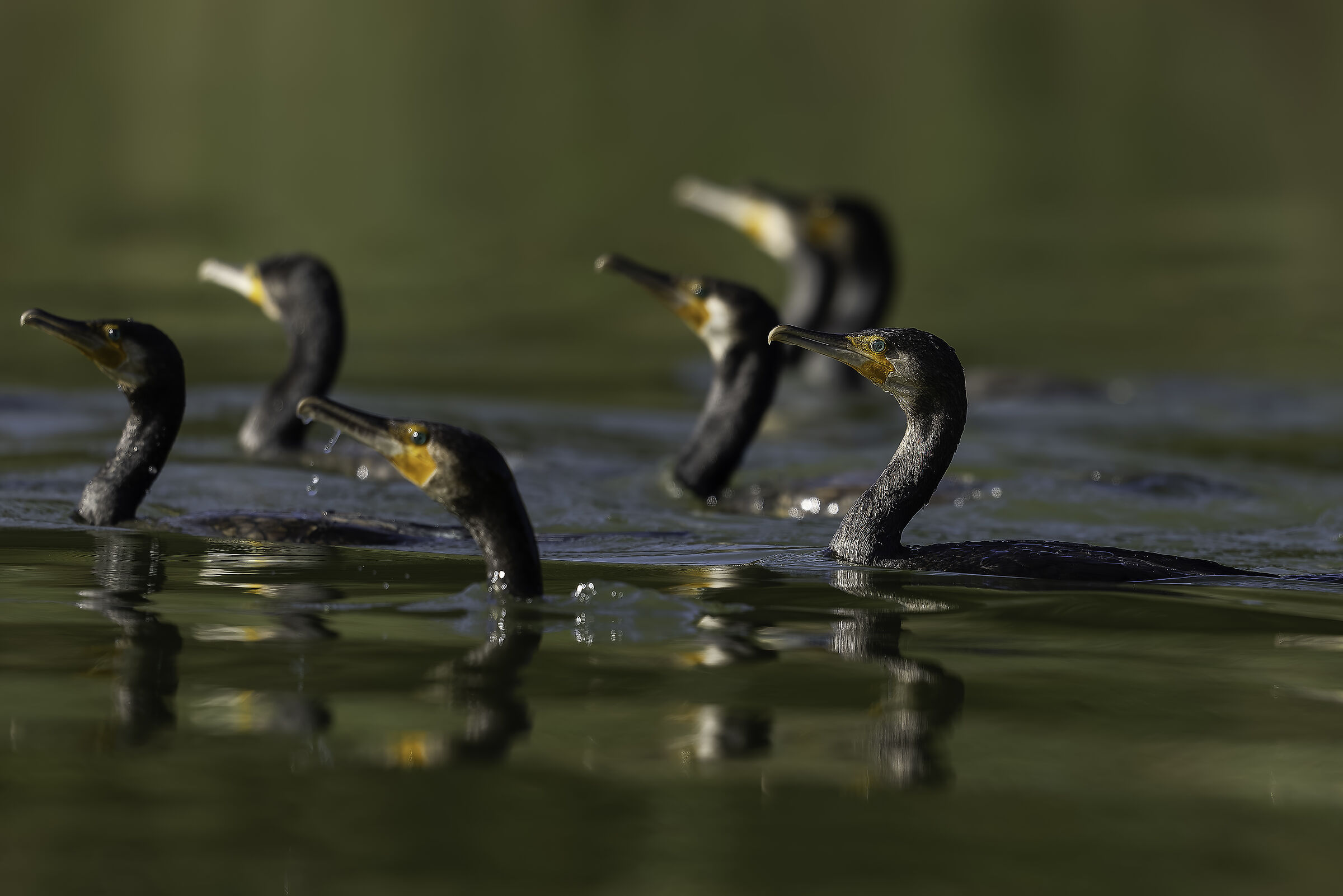 Cormorants