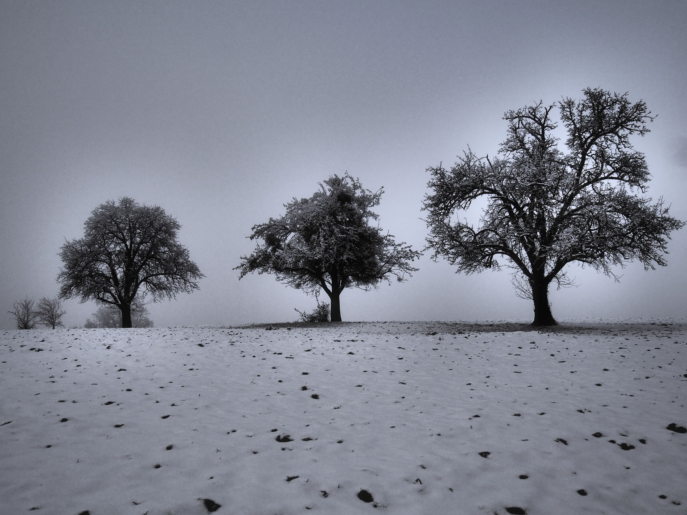 Frozen Landscape