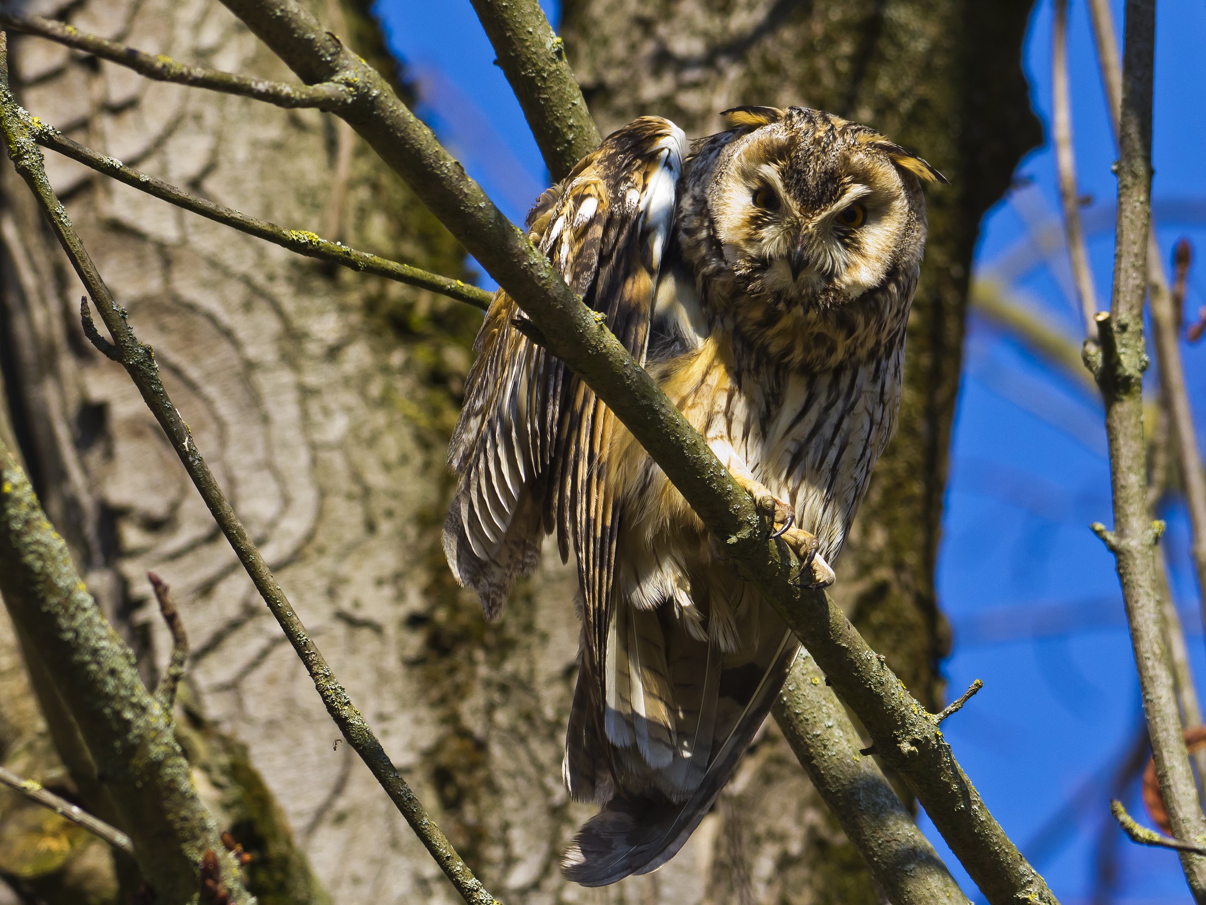 who is breaking at this hour?