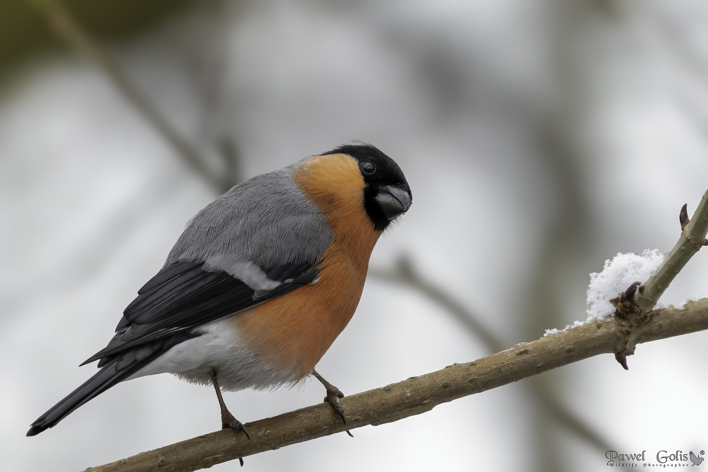 Ciuffolotto (Pyrrhula pyrrhula)