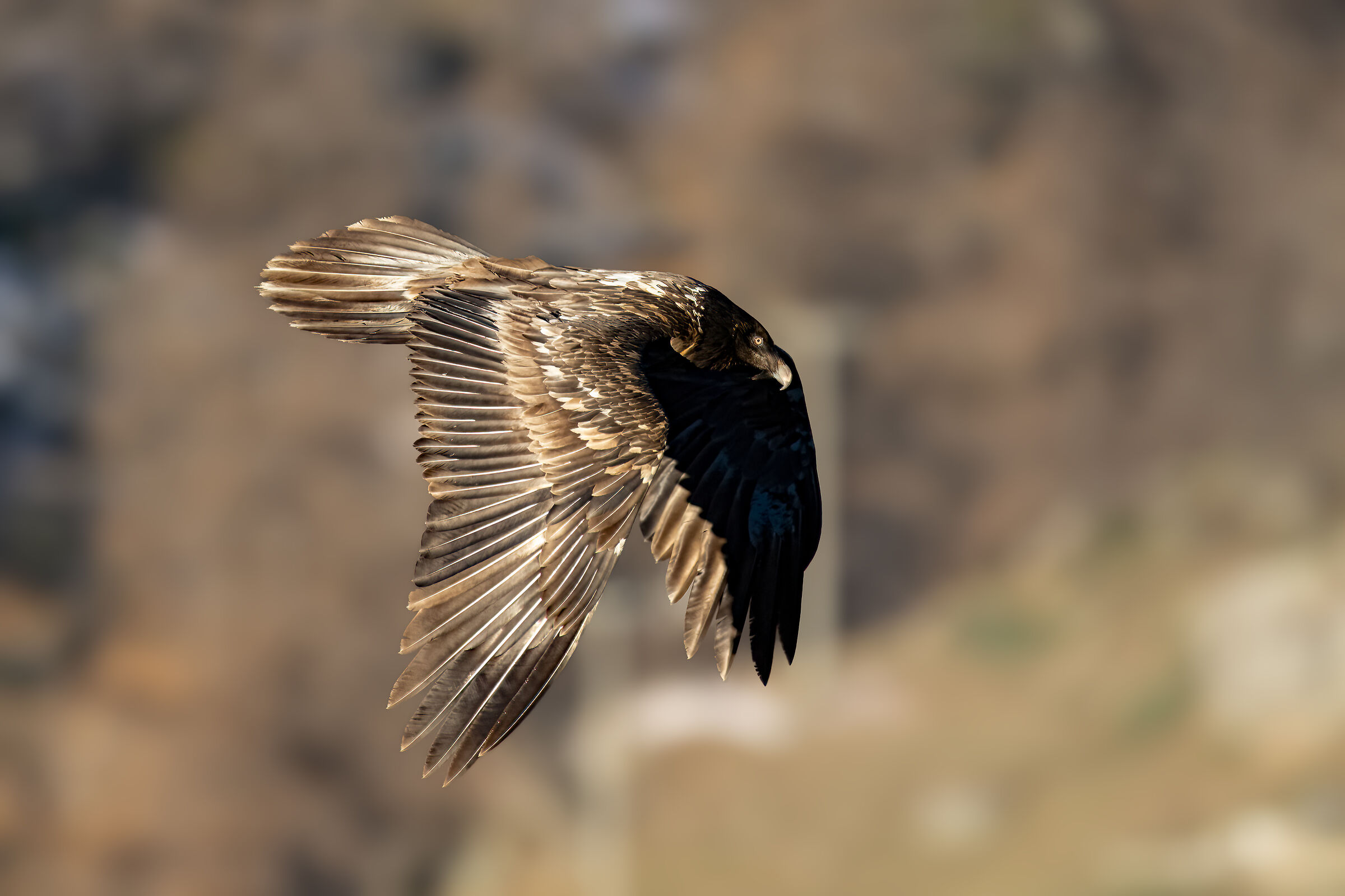 Gypaetus barbatus - Gran Paradiso National Park