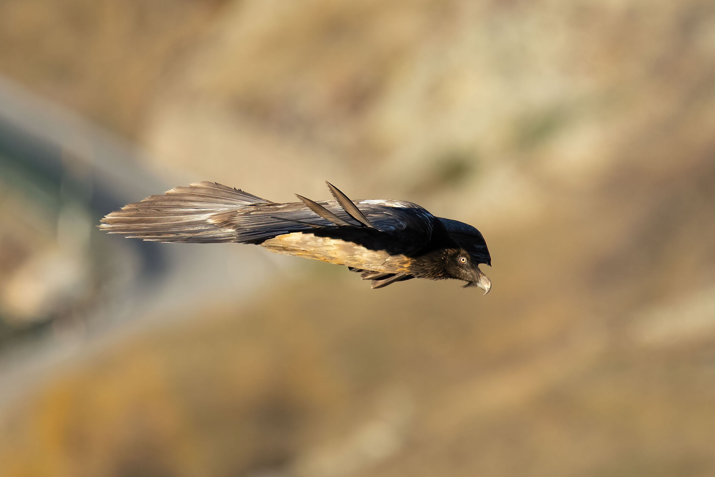 Gypaetus barbatus - Gran Paradiso National Park