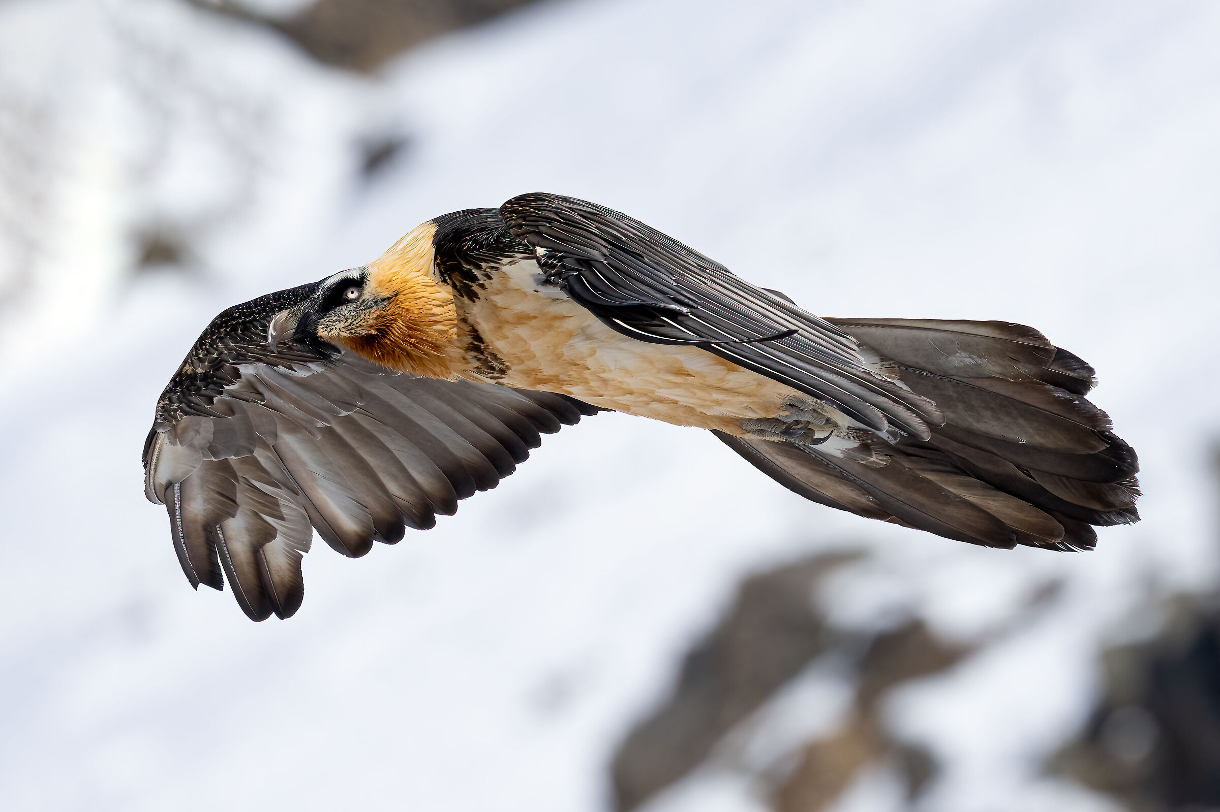 Gypaetus barbatus - Gran Paradiso National Park