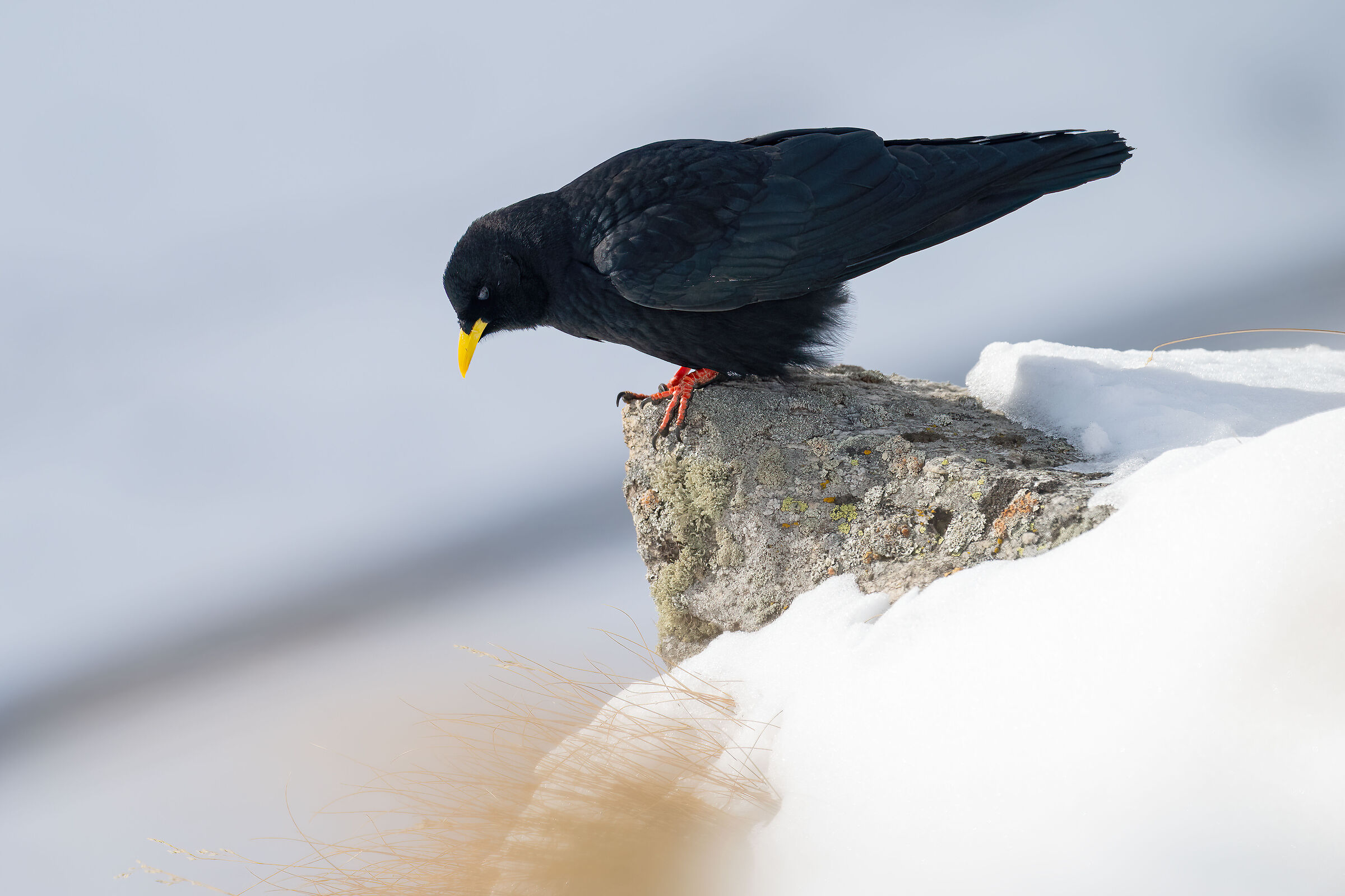 Alpine chough
