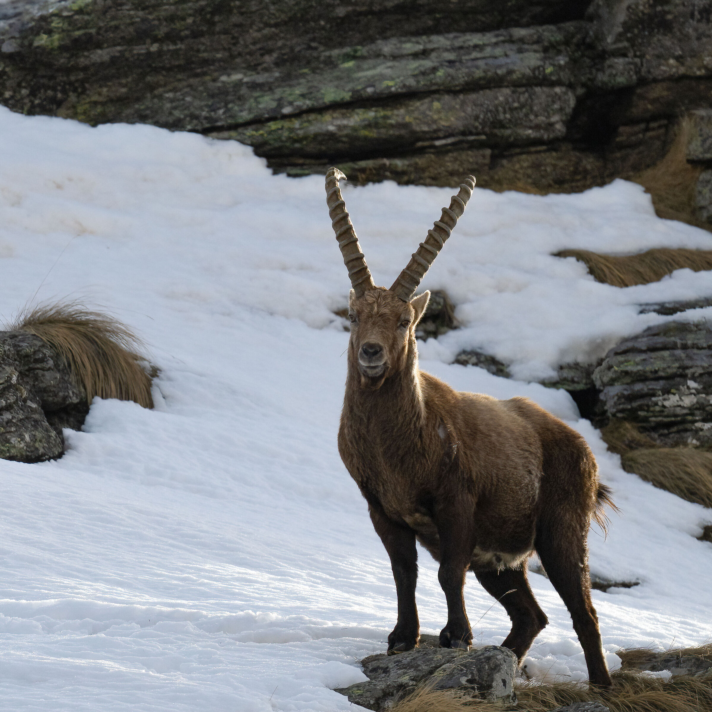 Ibex - Gran Paradiso National Park