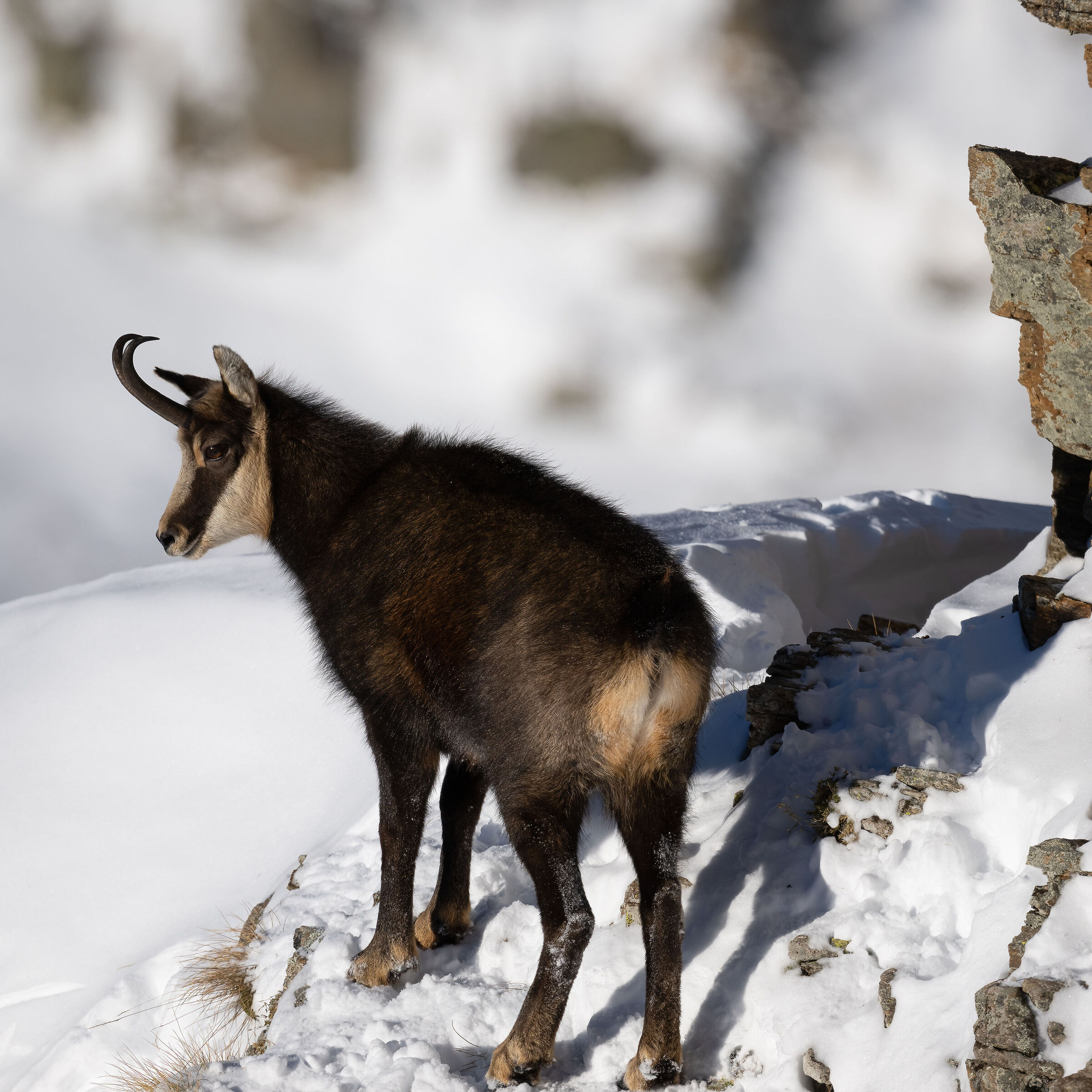 Chamois - Gran Paradiso National Park