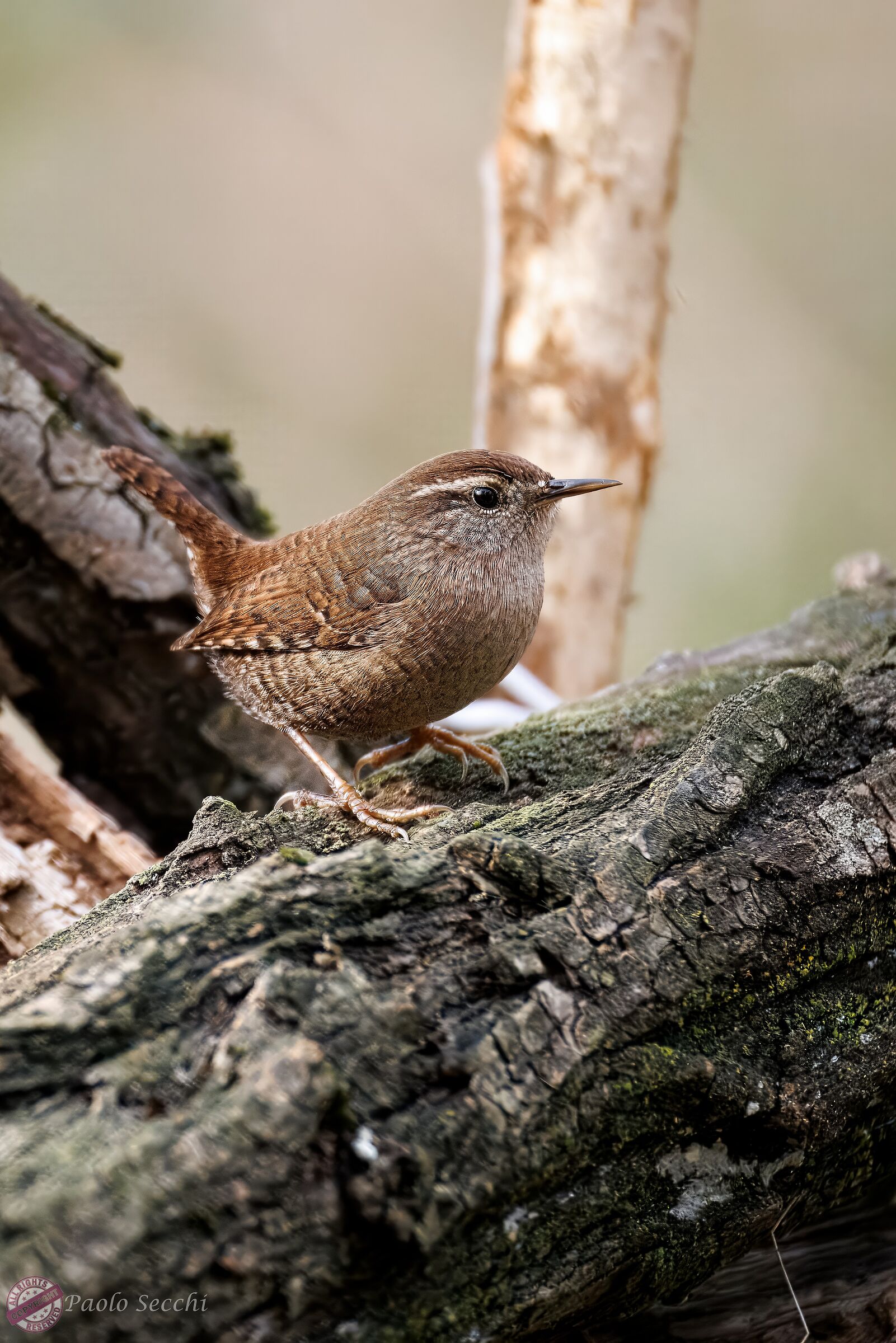Troglodytes troglodytes (Wren)