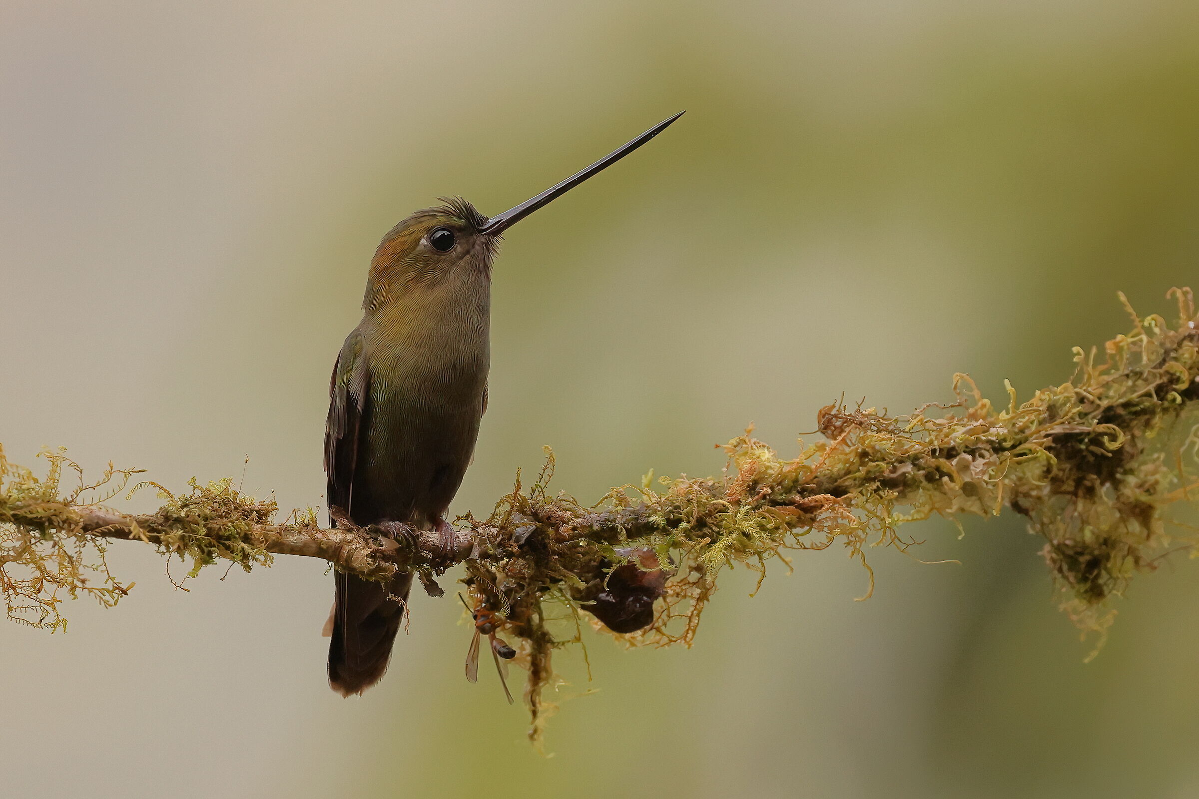 Lanciere fronteverde