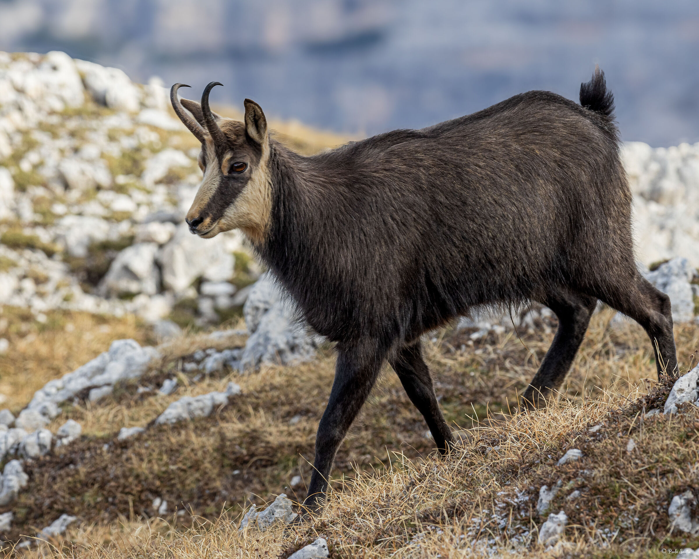 The beautiful Alpine Chamois