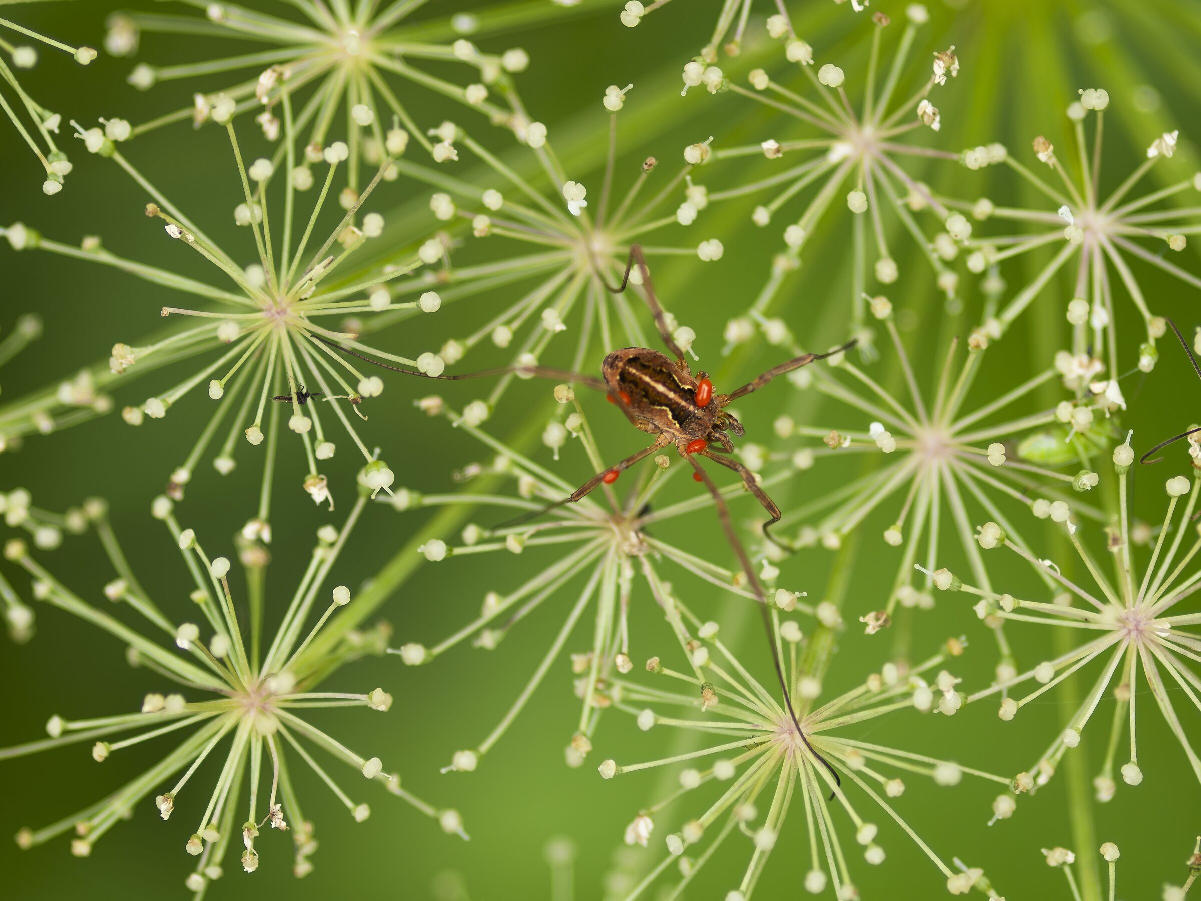 ragno opilio canestrini su fiore