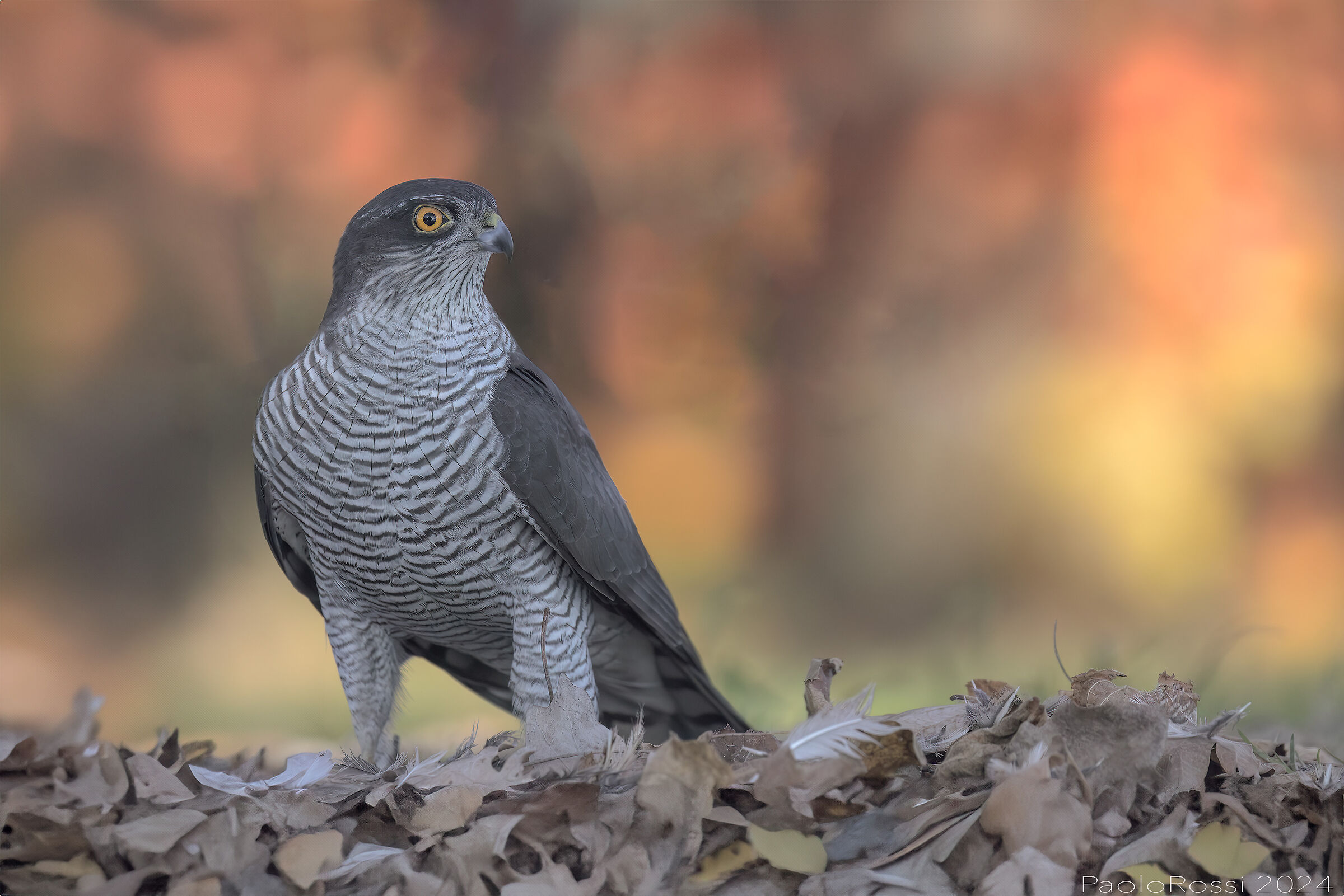 Sparrowhawks in the foliage...
