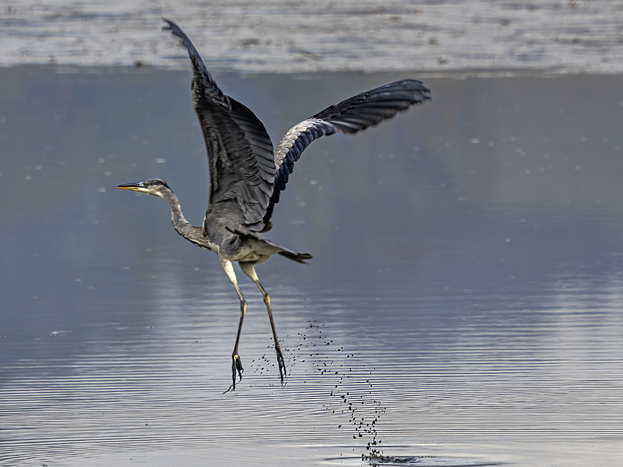 Grey heron