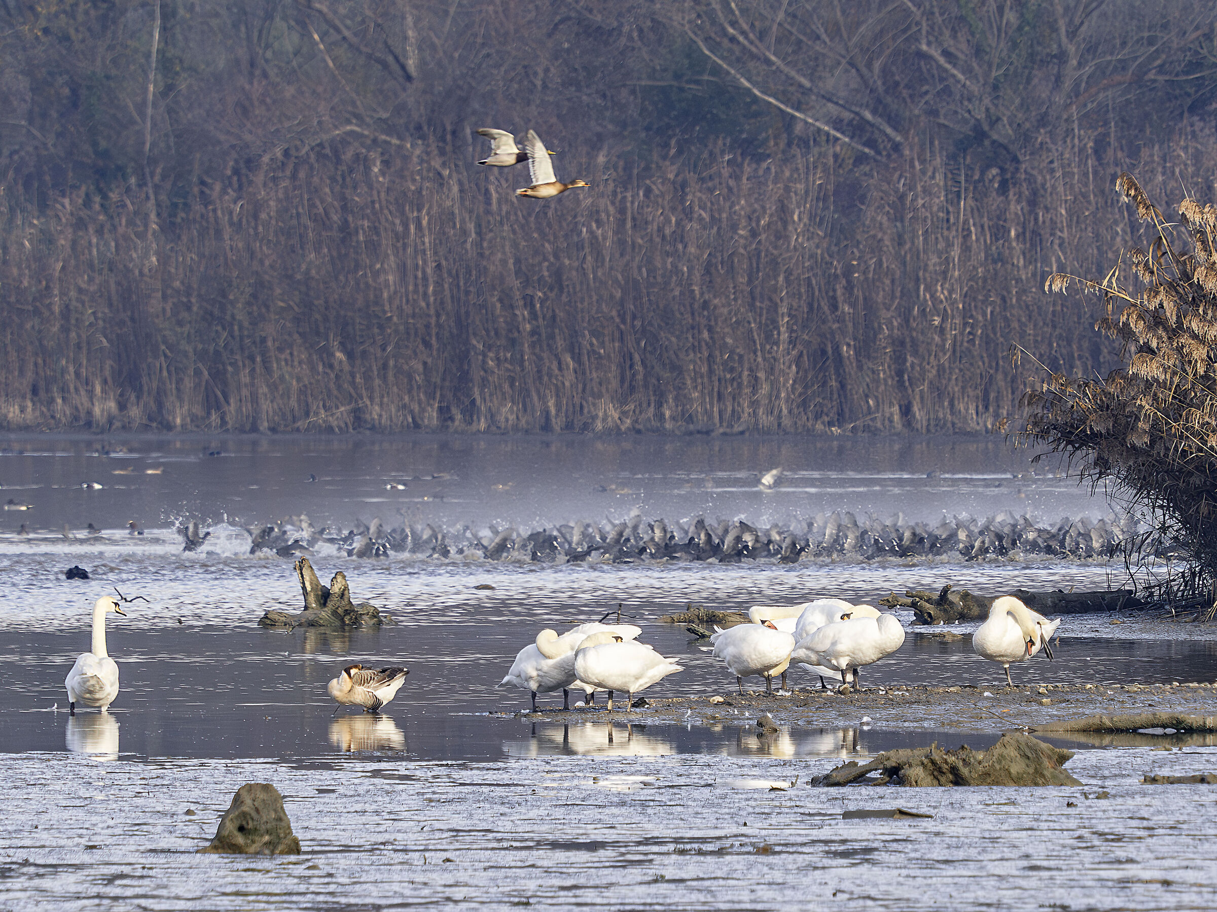 Movement at Lake Recentino