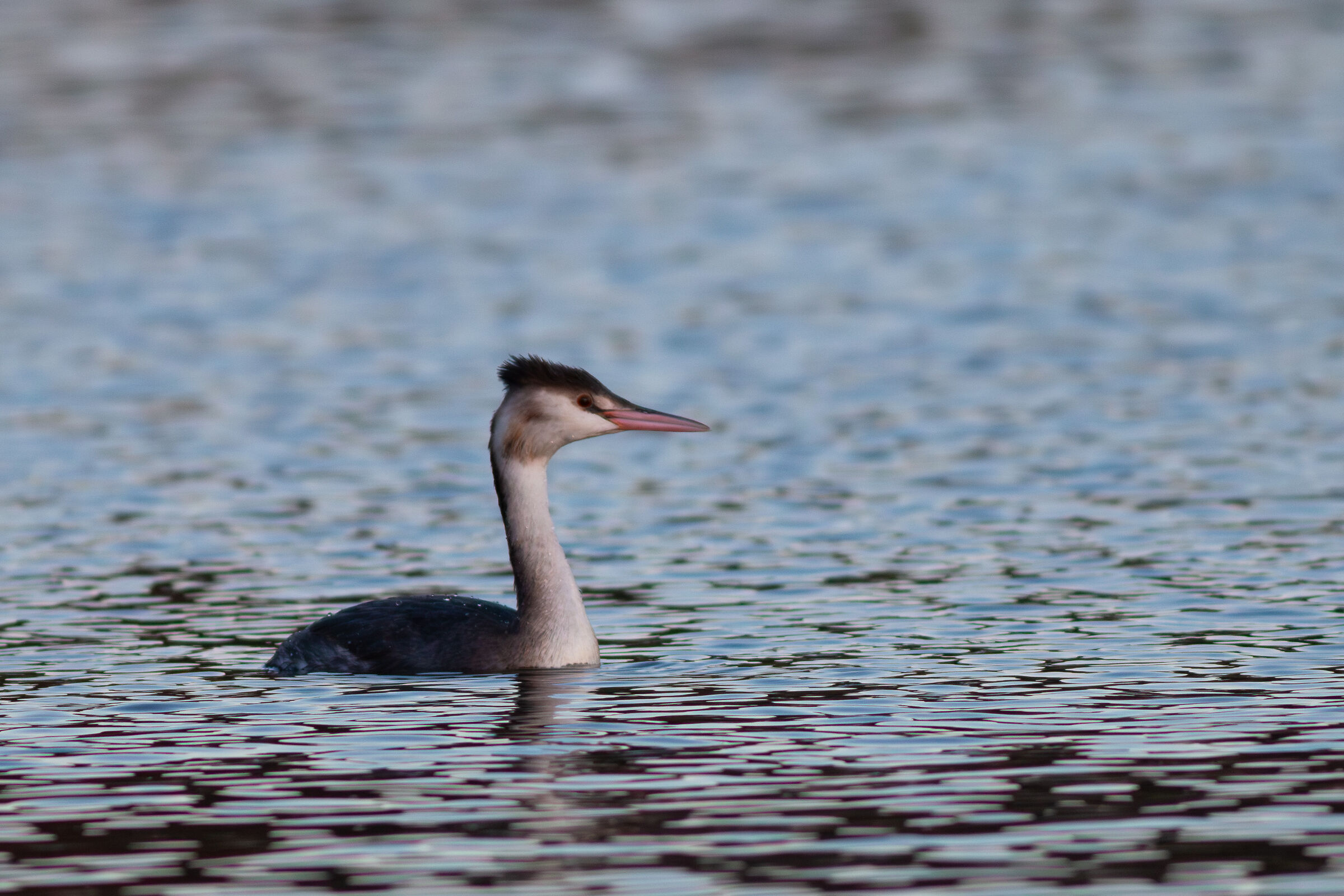 Great crested grebe