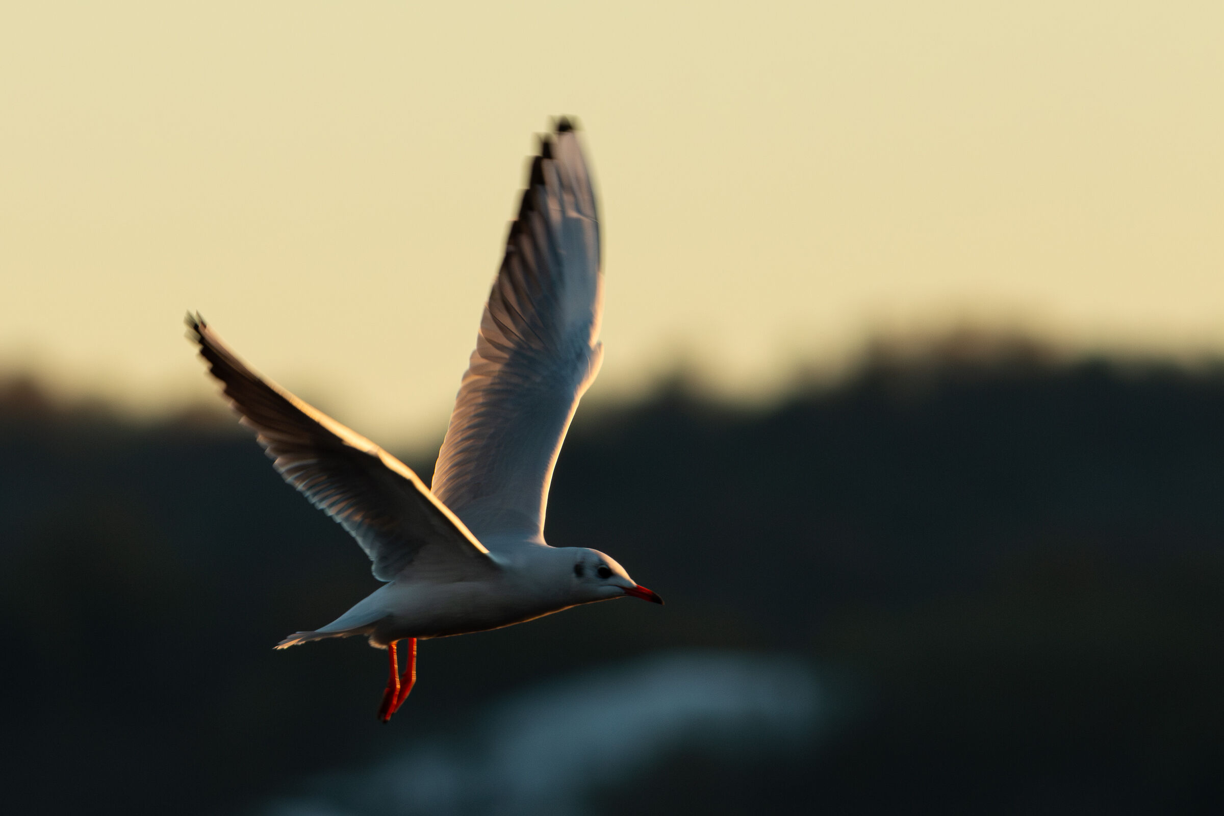 Black-headed gull