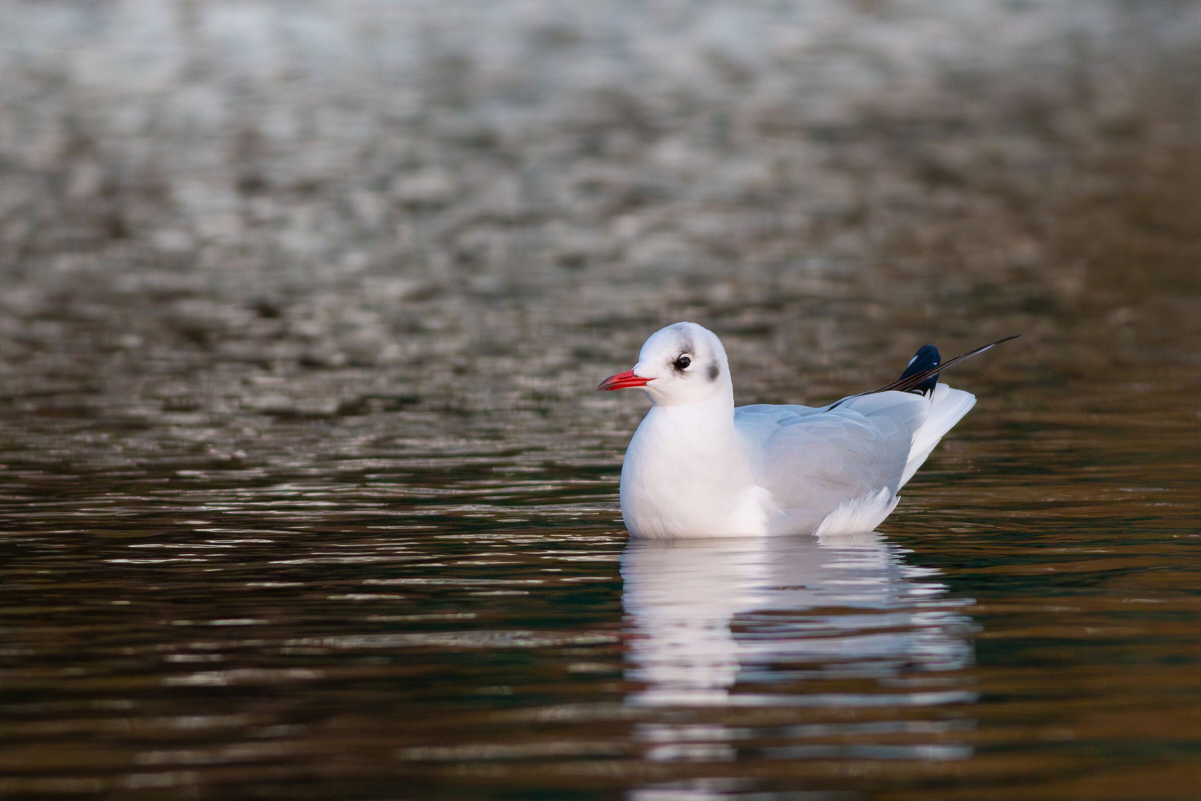 Black-headed gull