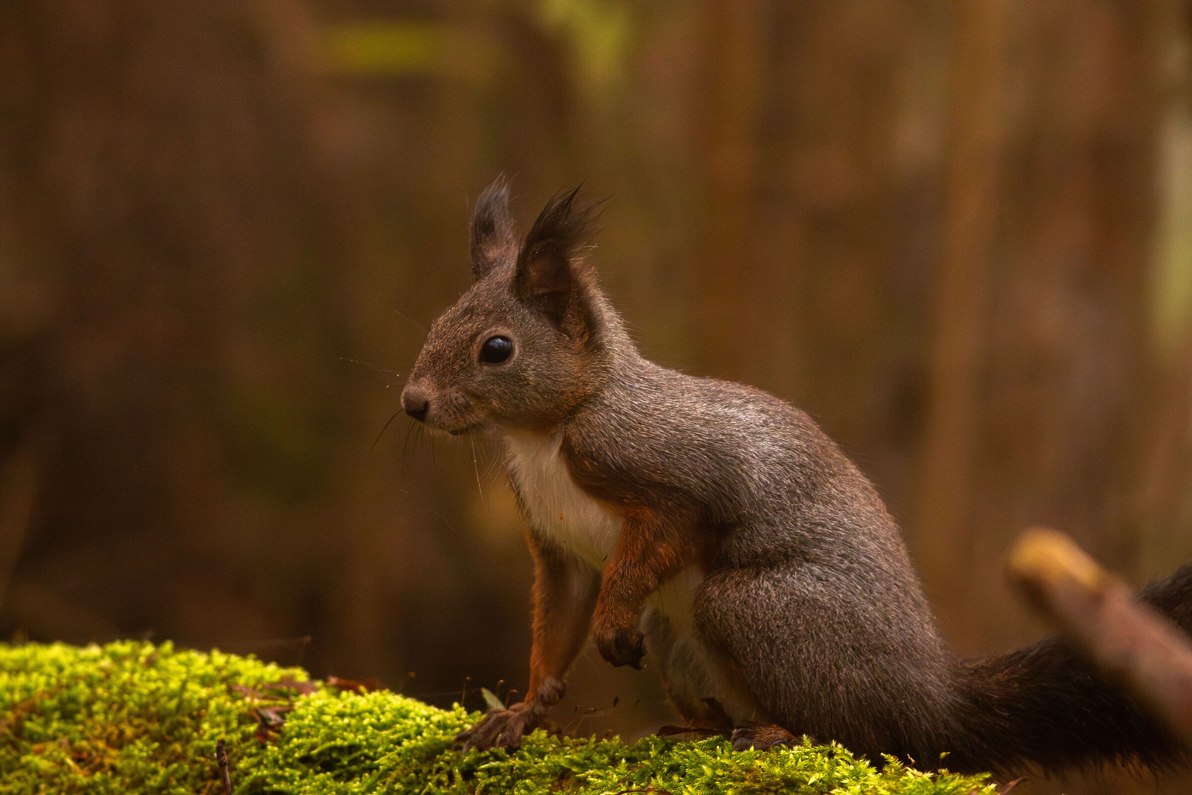 Common squirrel