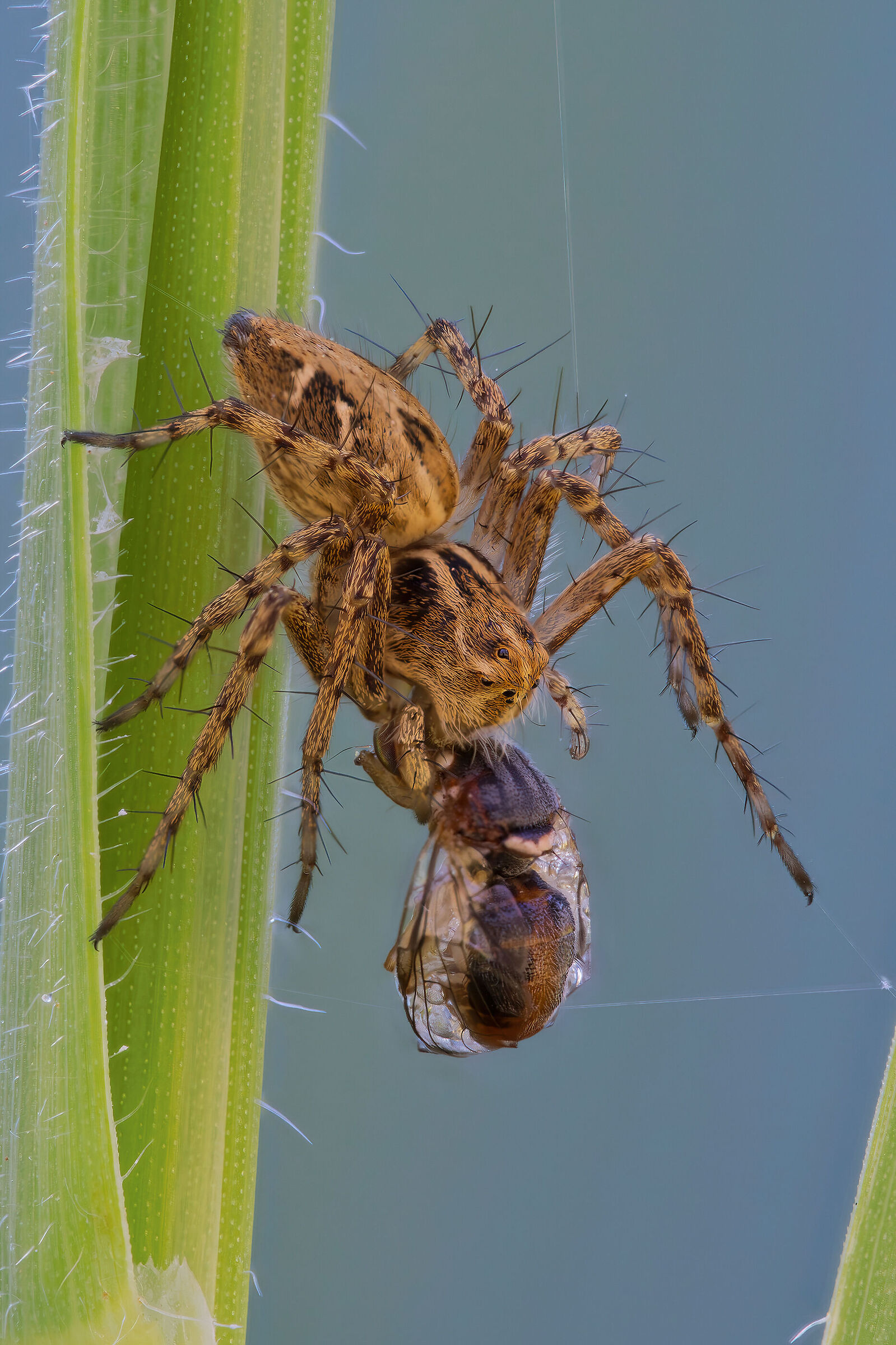 "Don't put yourself between the Oxyopes and its prey!" [cit]