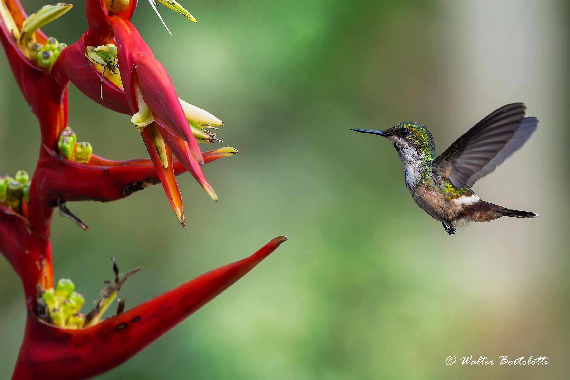 Lophornis chalybeus (Festive Coquette)-F