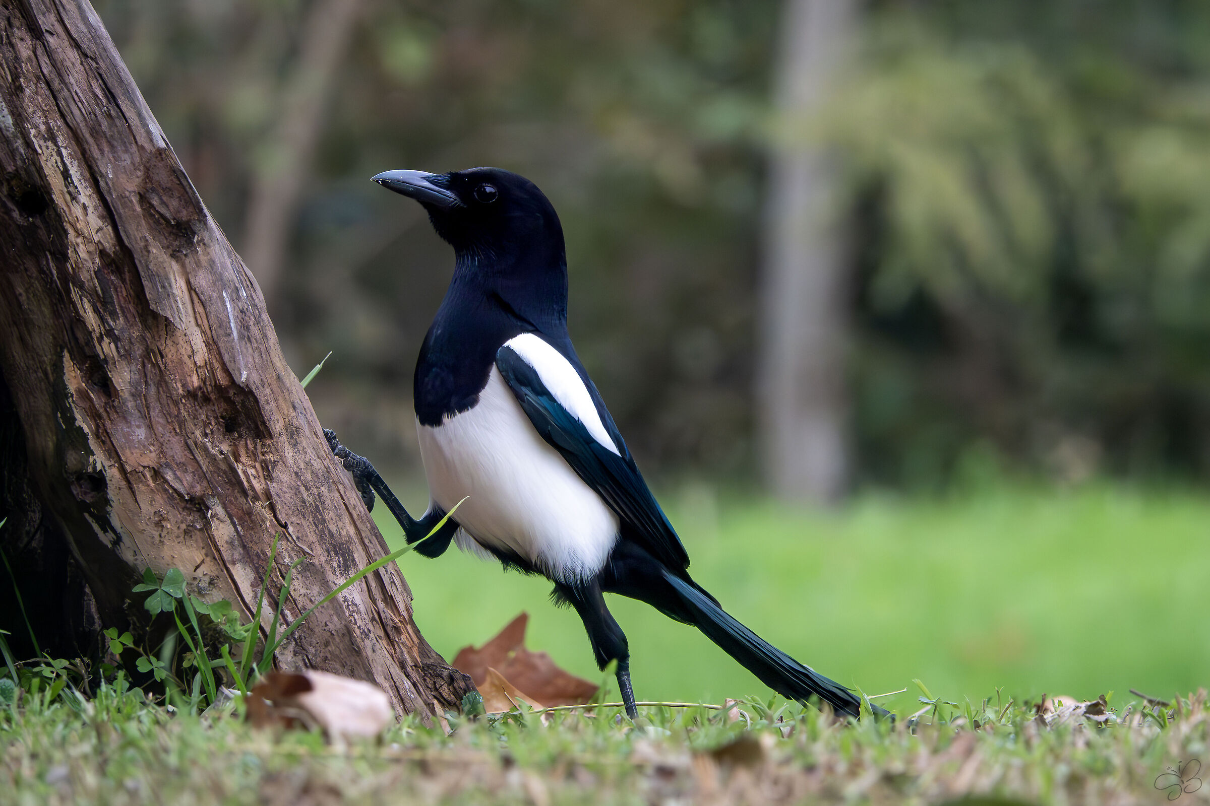 Eurasian magpie