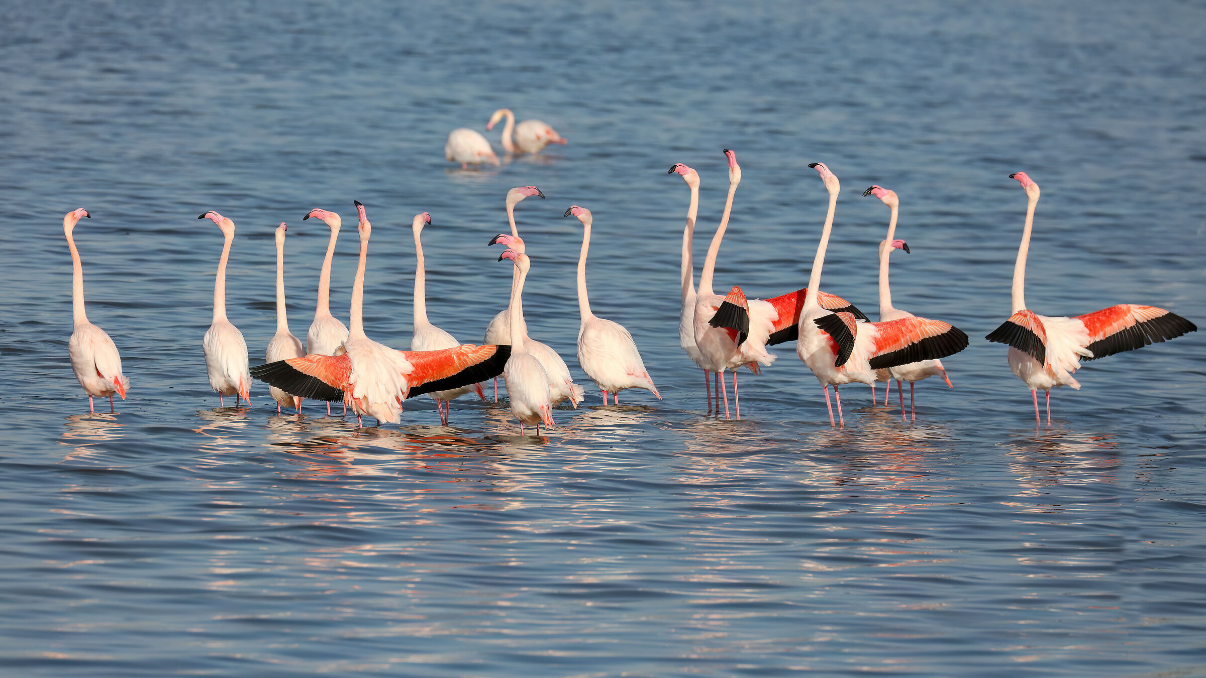 Pink flamingo wedding dances fall 2024