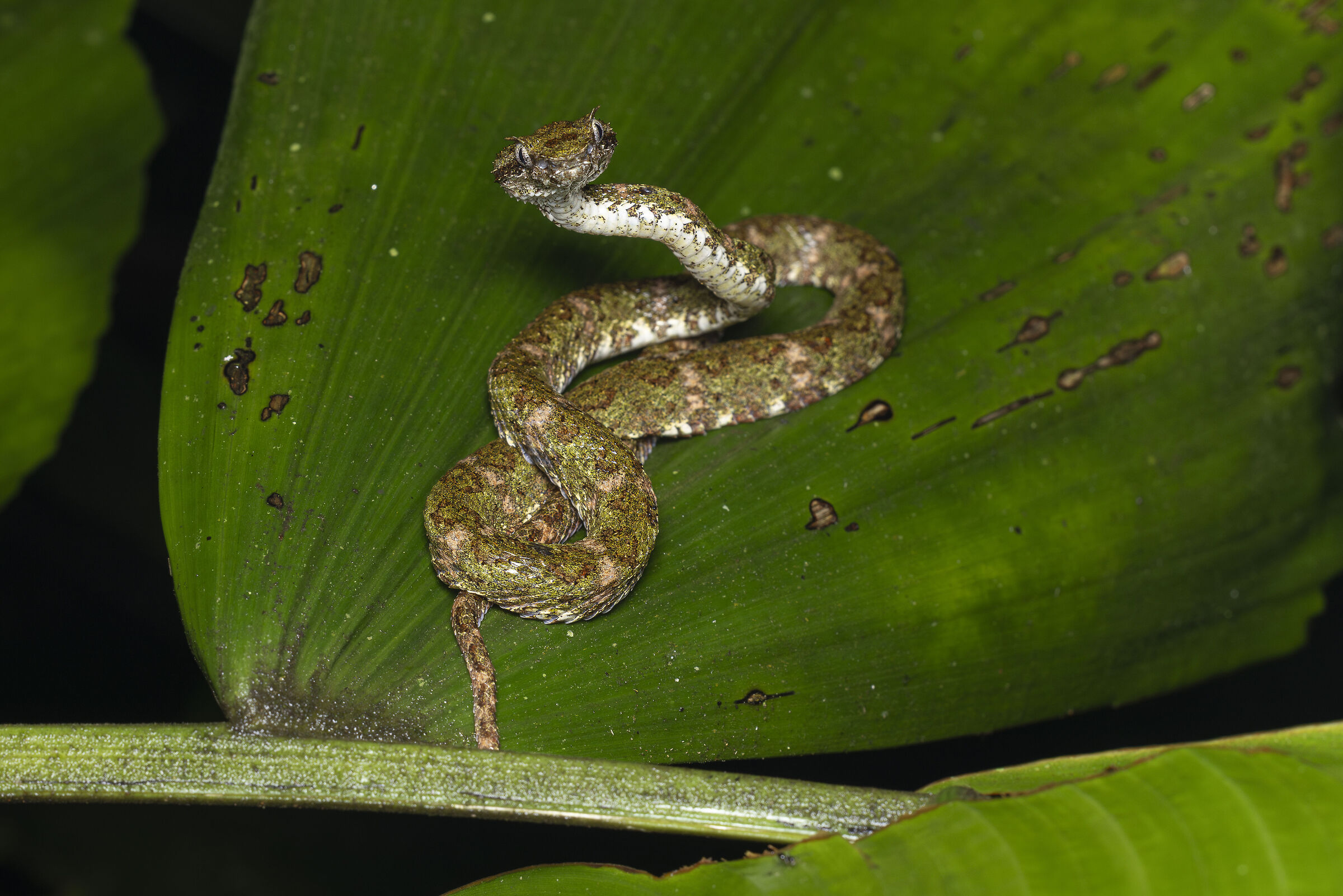 Eyelash viper