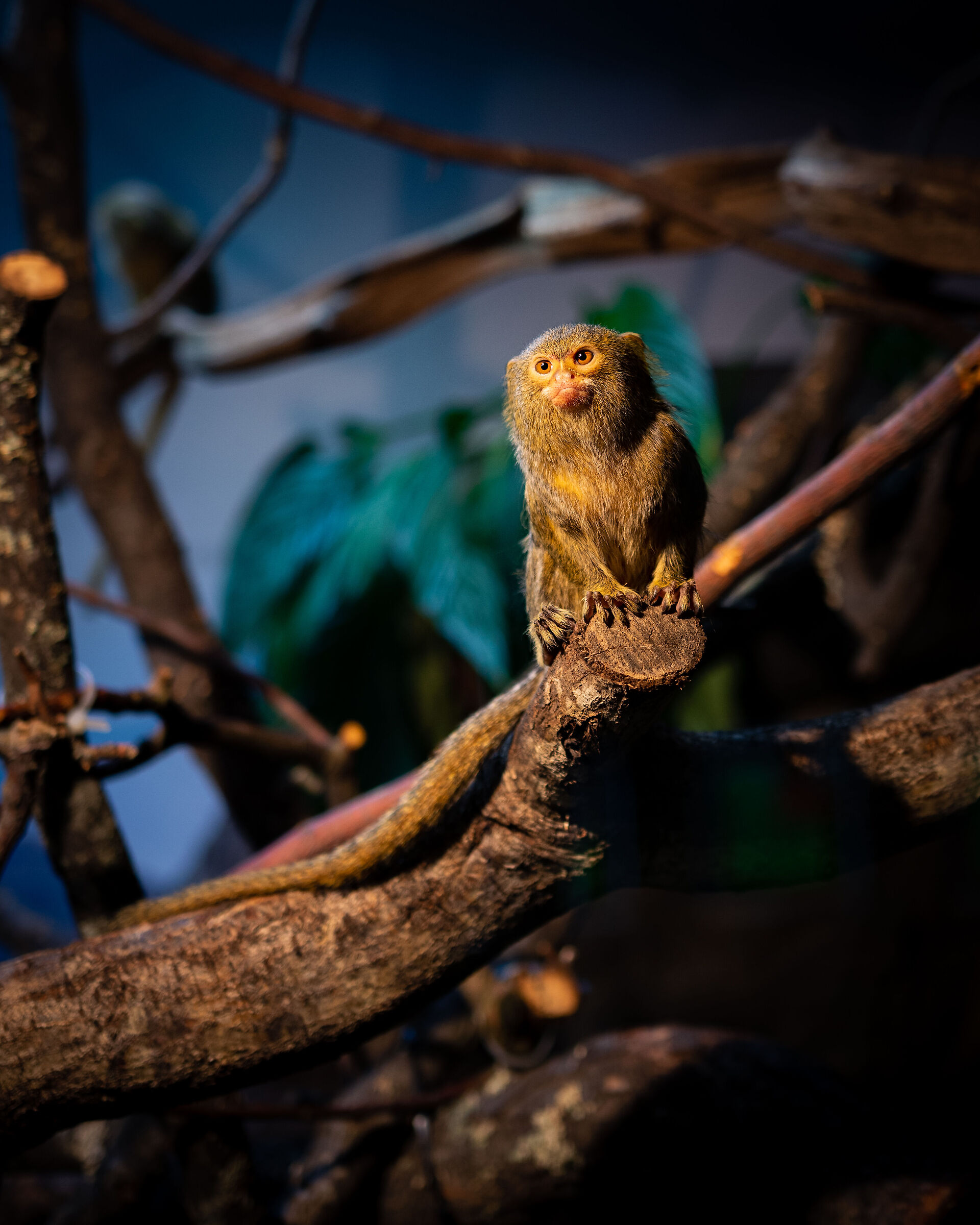 The Pygmy