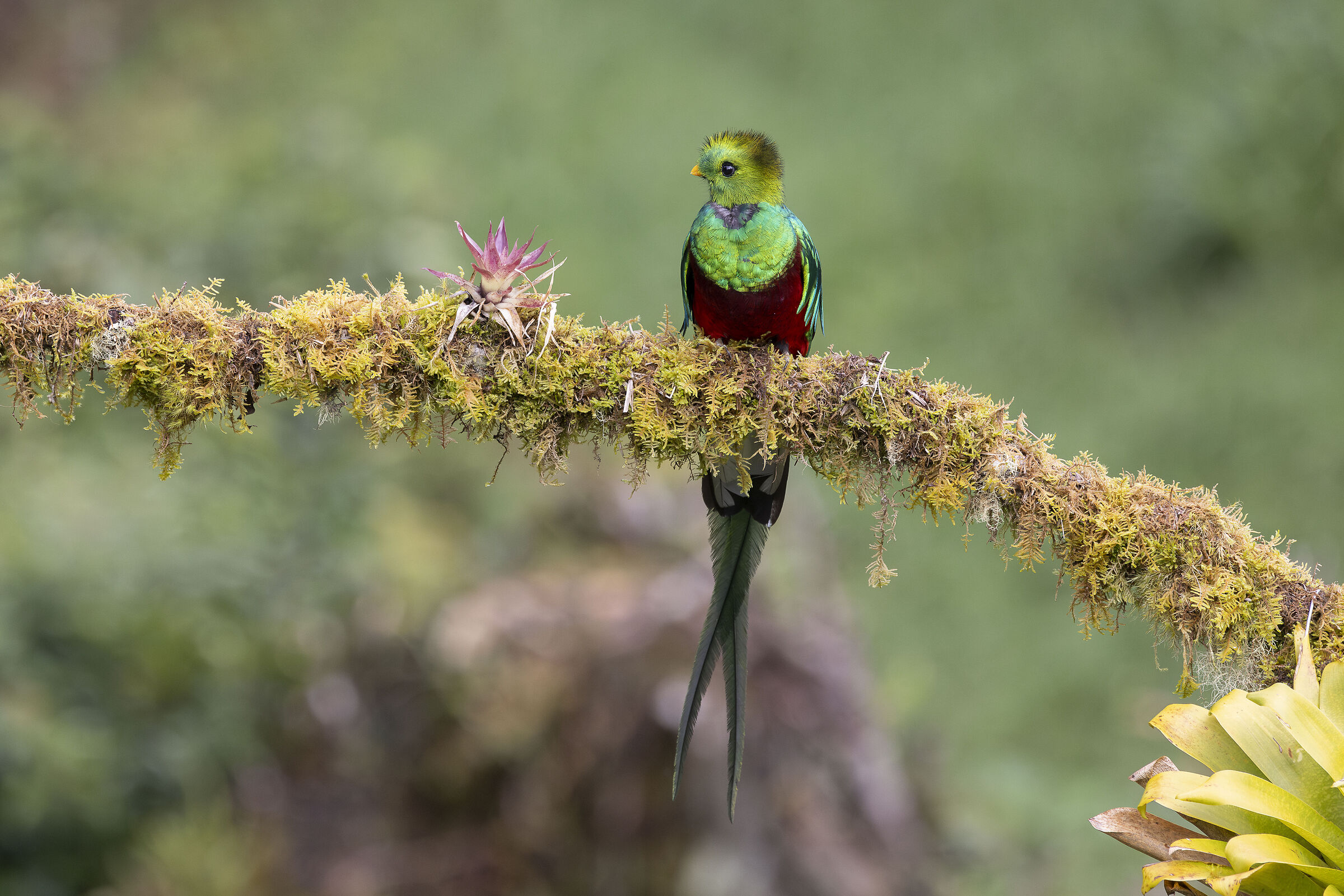 Quetzal splendente