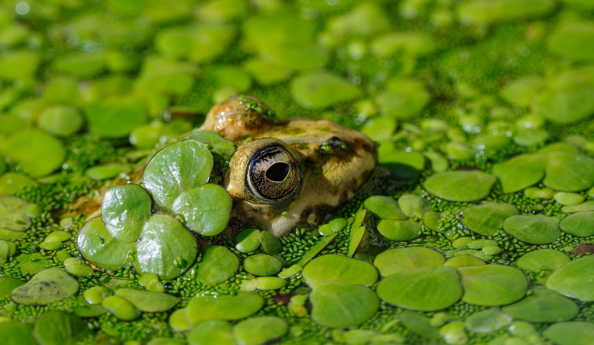 Frog