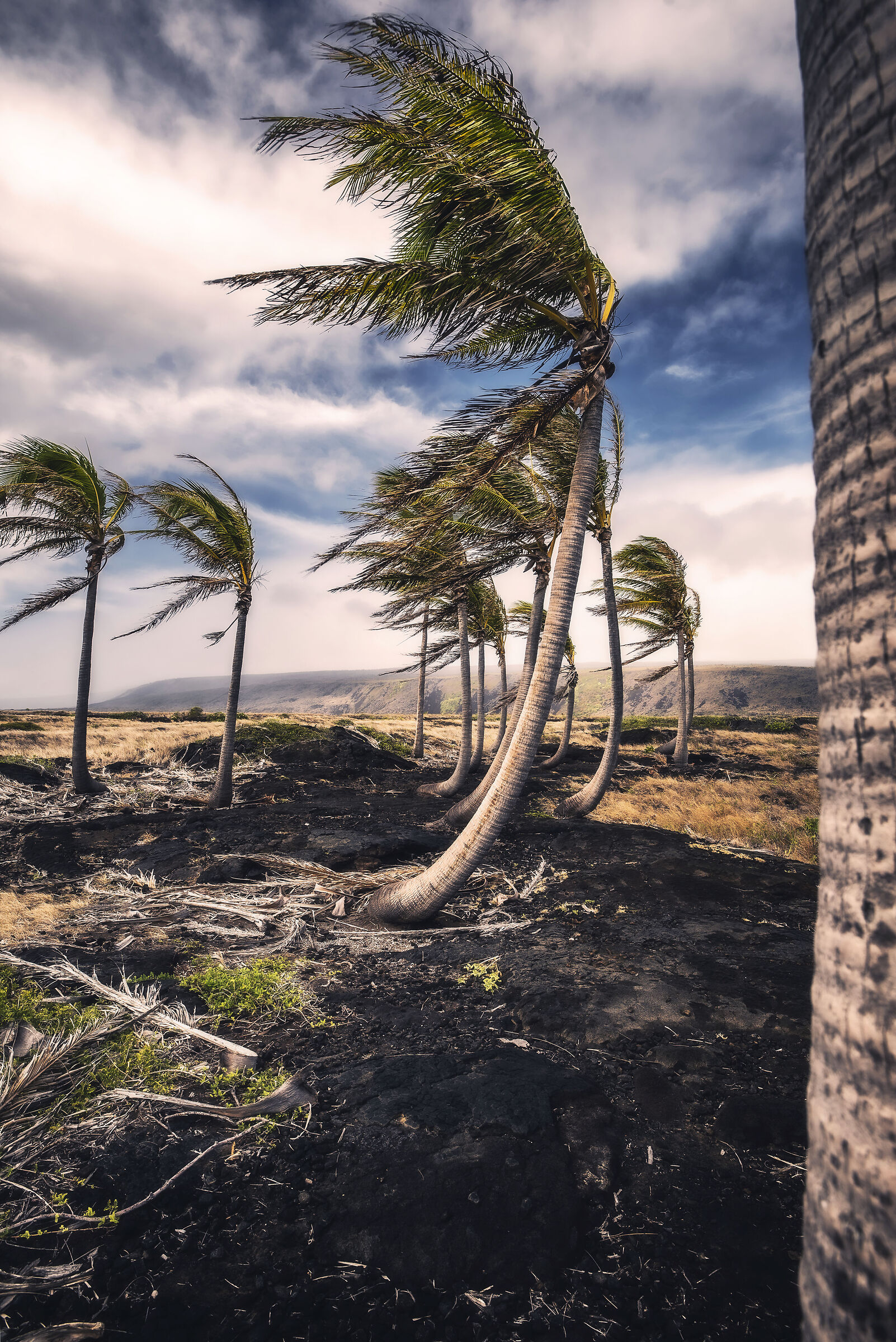Palm trees at Volcano National Park on the Big Island (Hawai...