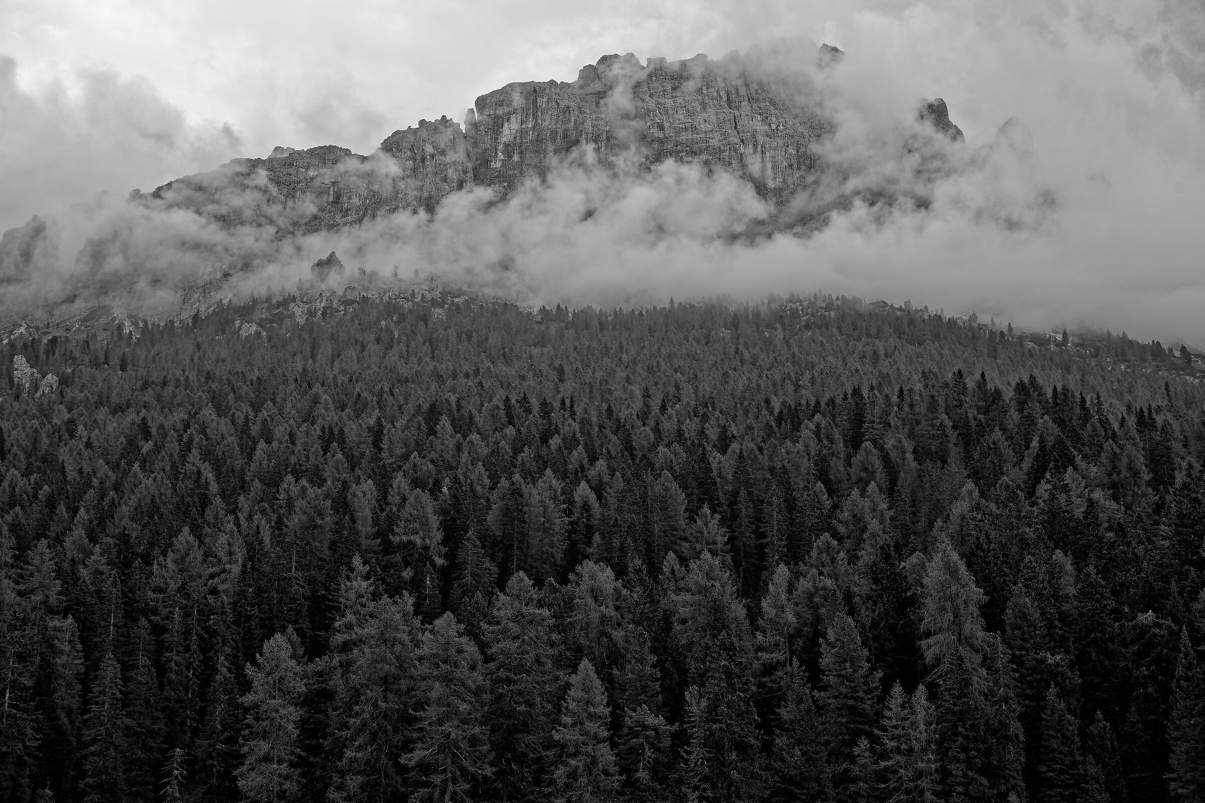 Fir trees and fog under the Cadini
