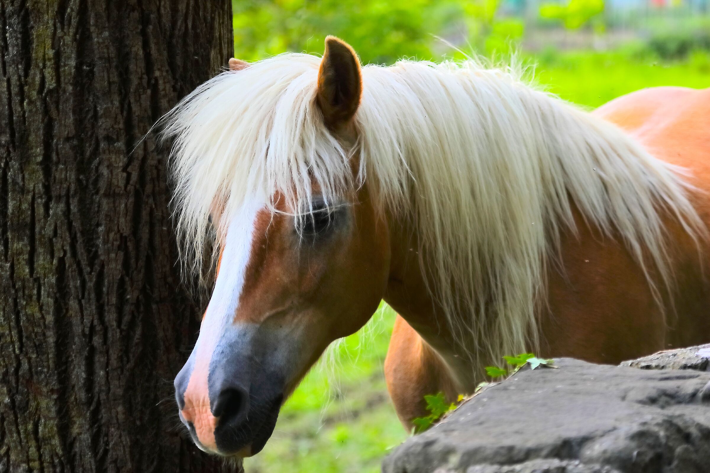 Aveliniese 17 maggio 2024 - 0168