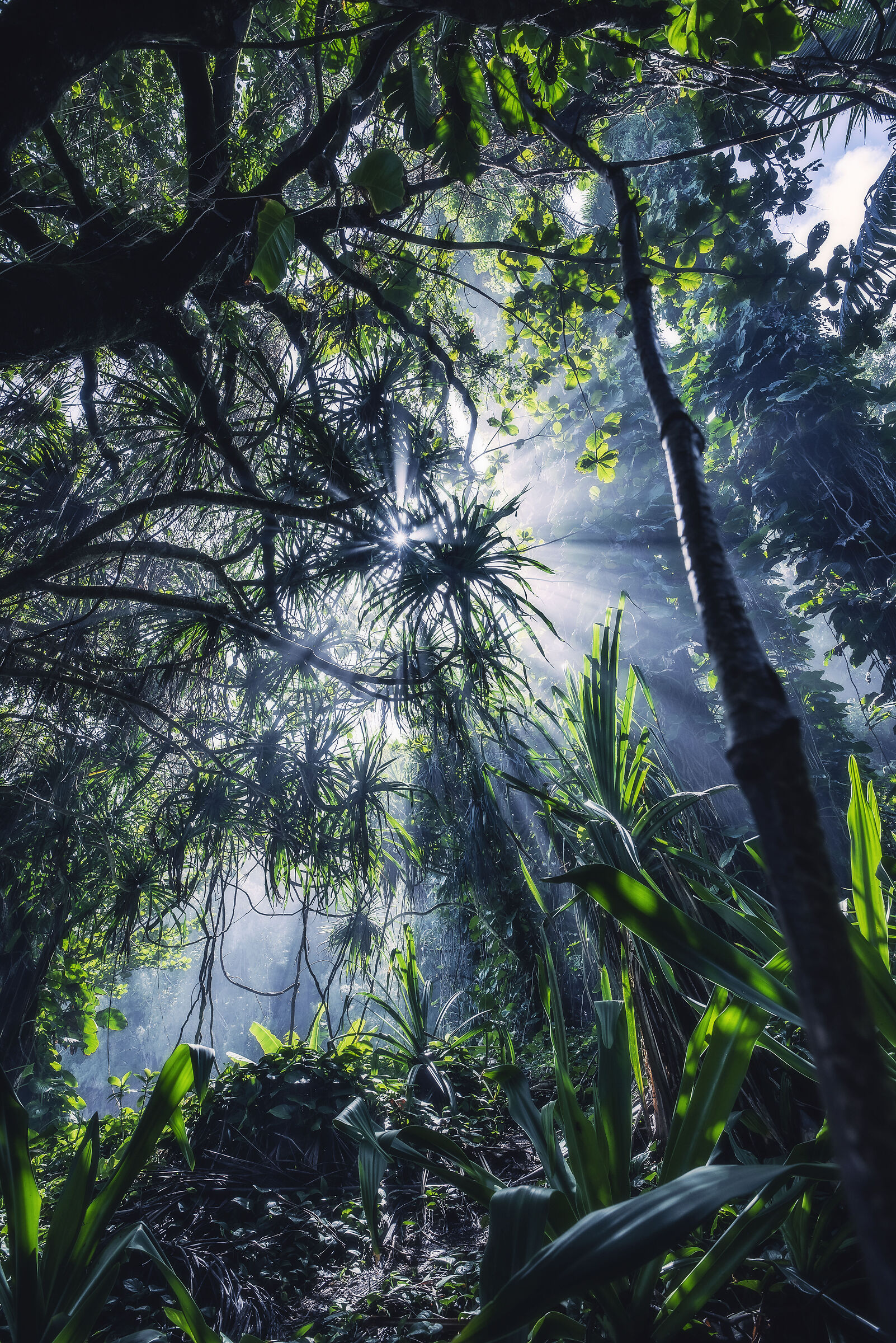 In Hawaiian nature
