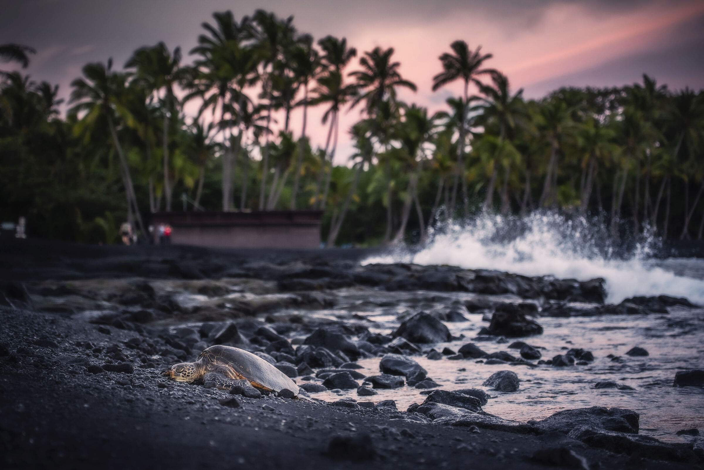The turtle's rest at Punalu'u Beach