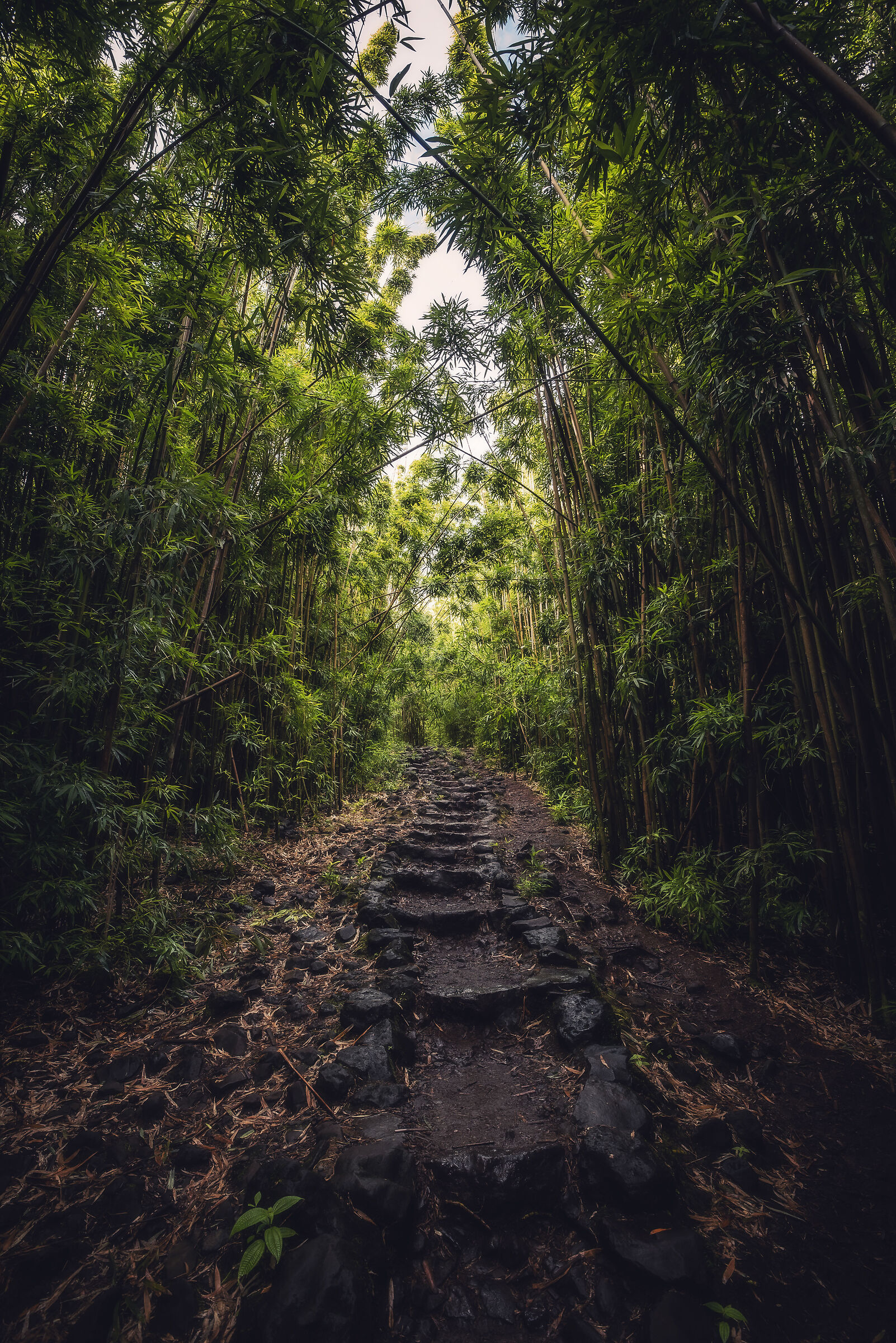 Foresta di Bamboo alle Hawaii