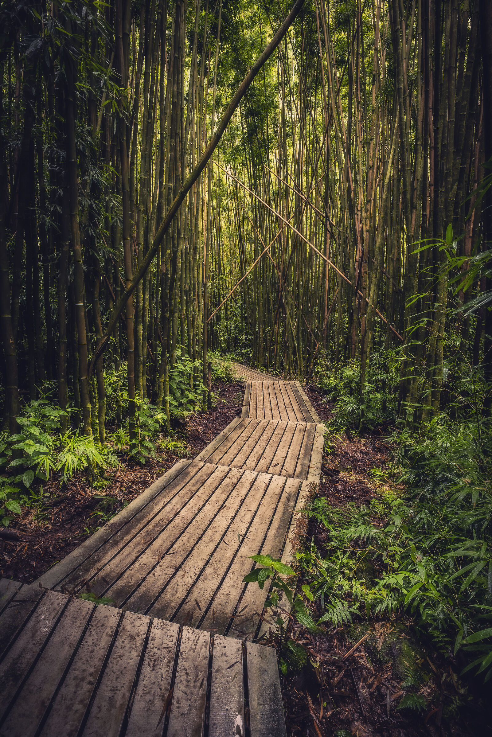 Bamboo Forest in Hawaii