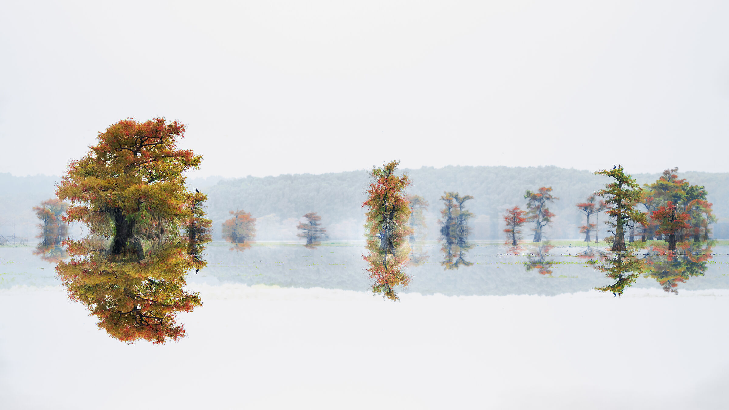 Cypress
