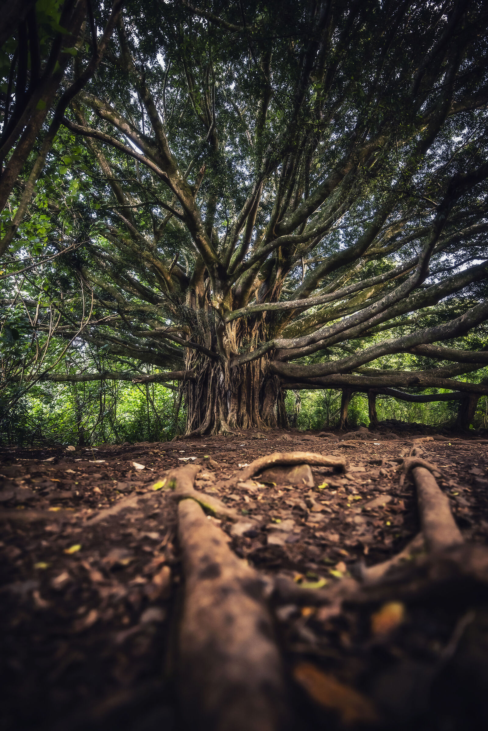 Banyan Tree