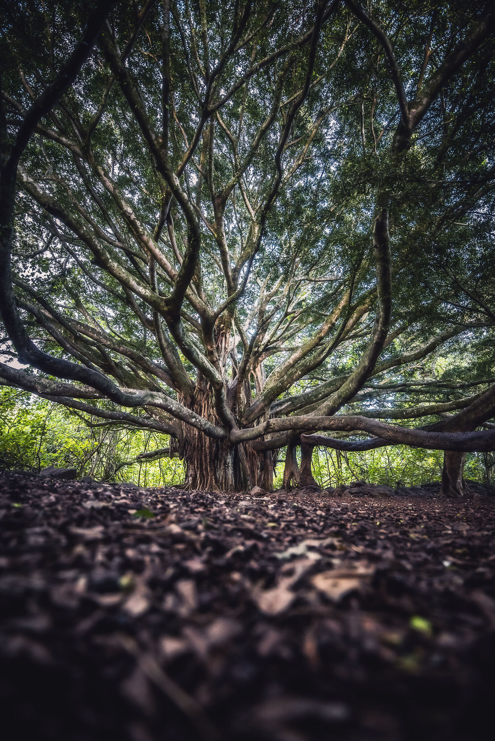 Banyan Tree