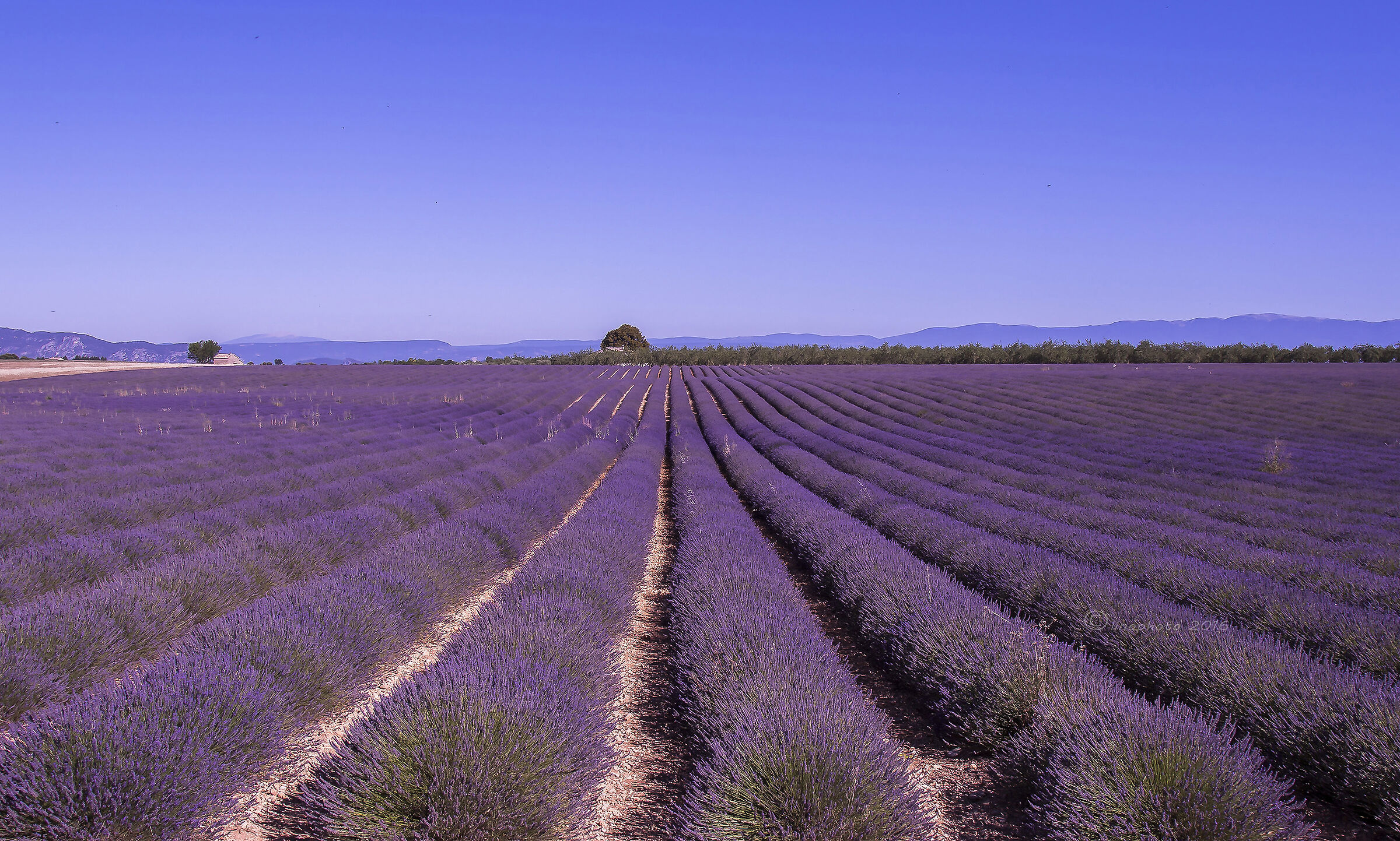 Altopiano di Valensole - Provenza