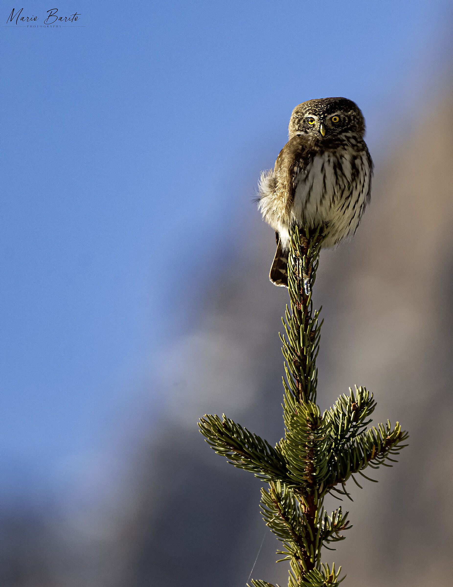 Dwarf Owl