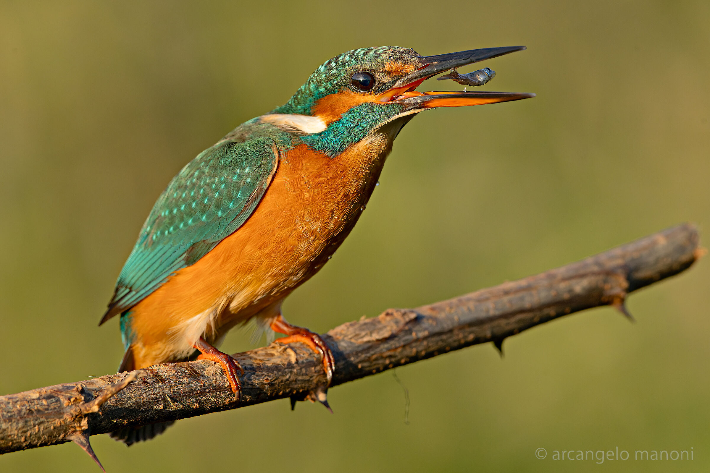 La luce calda della sera gioca col martin pescatore