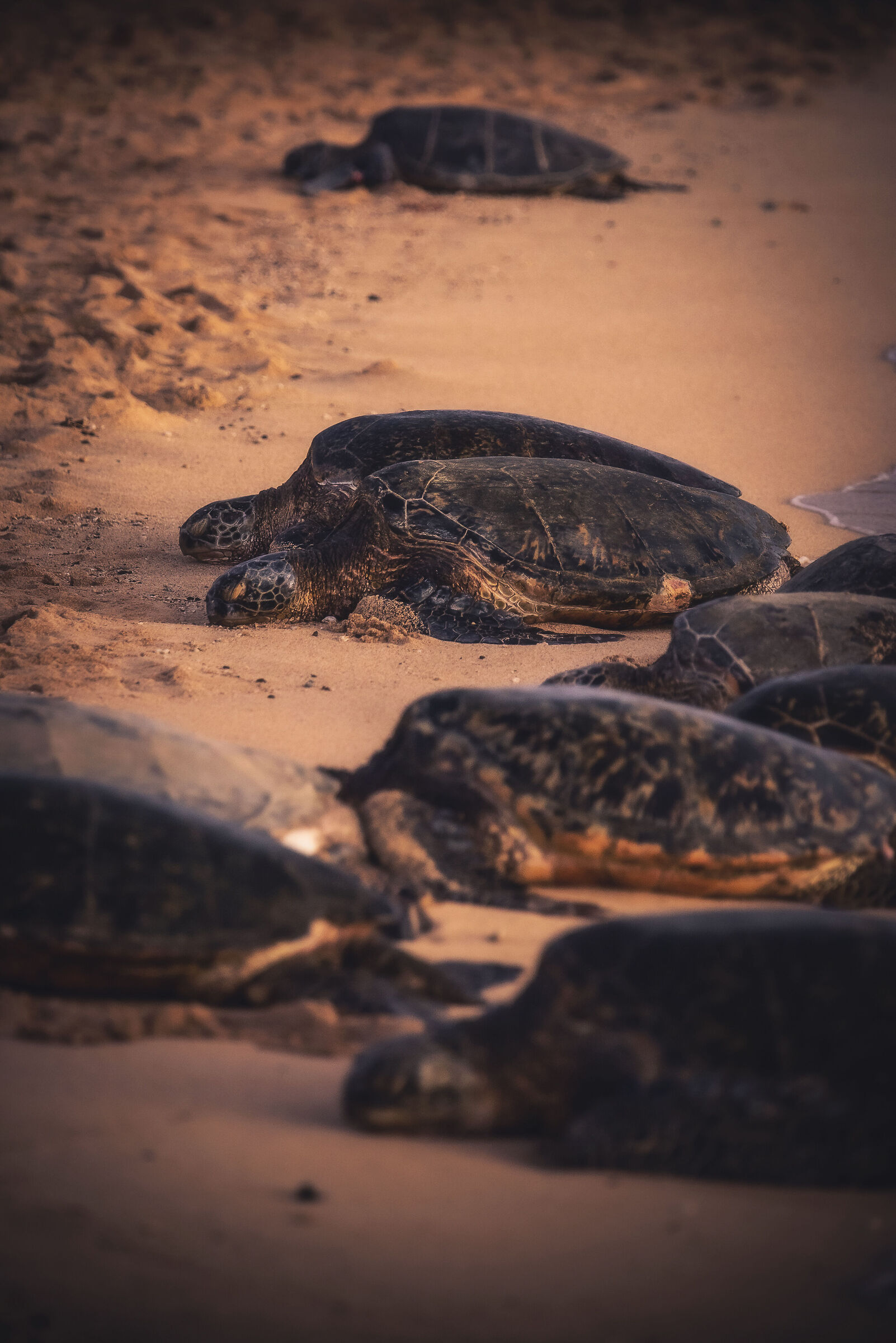 The arrival of the turtles at Poipu Beach - Hawaii