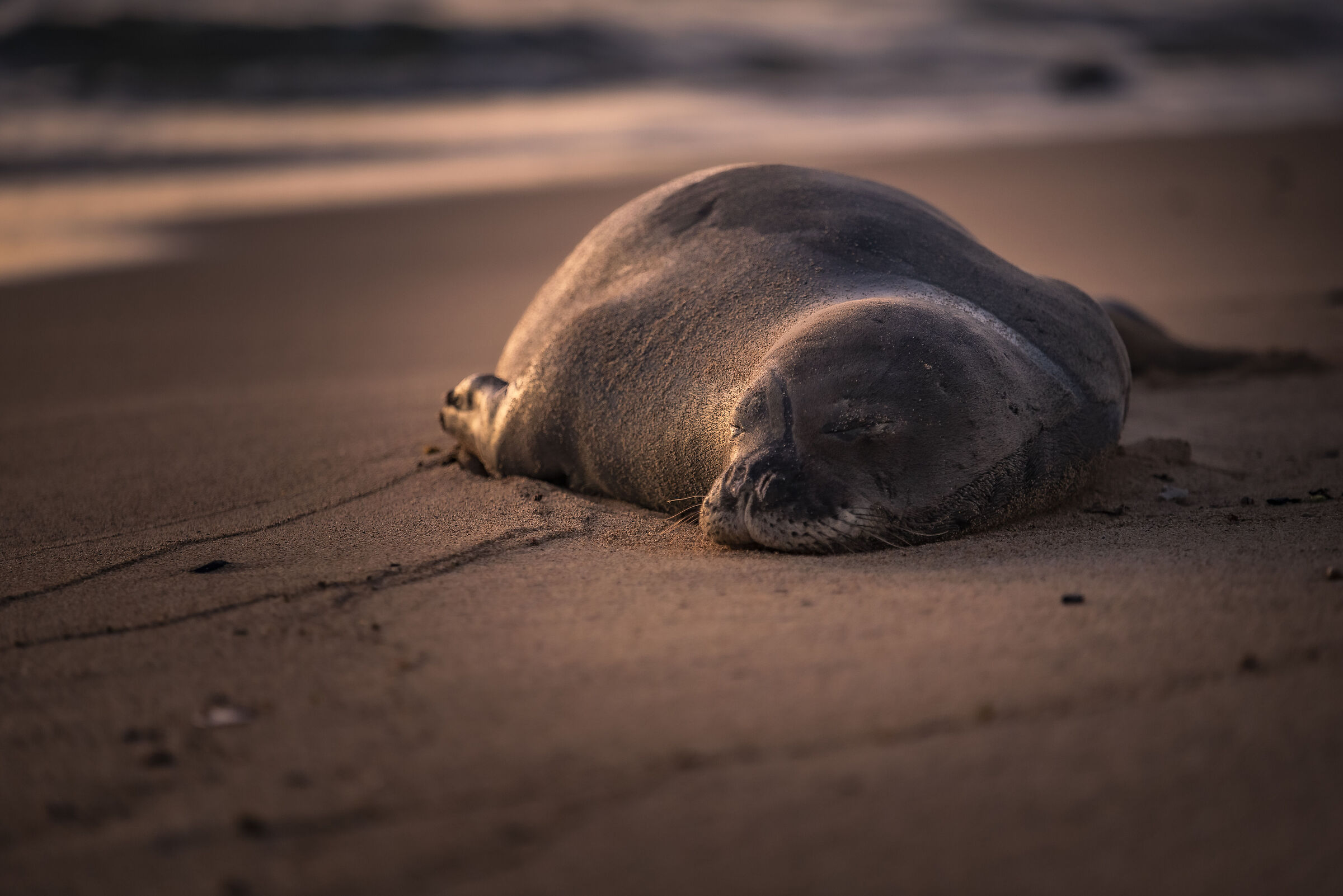 Sea Lion Rest at Poipu Beach - Hawaii