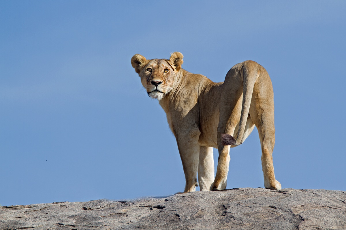 Ucci ucci... sento odor di .............