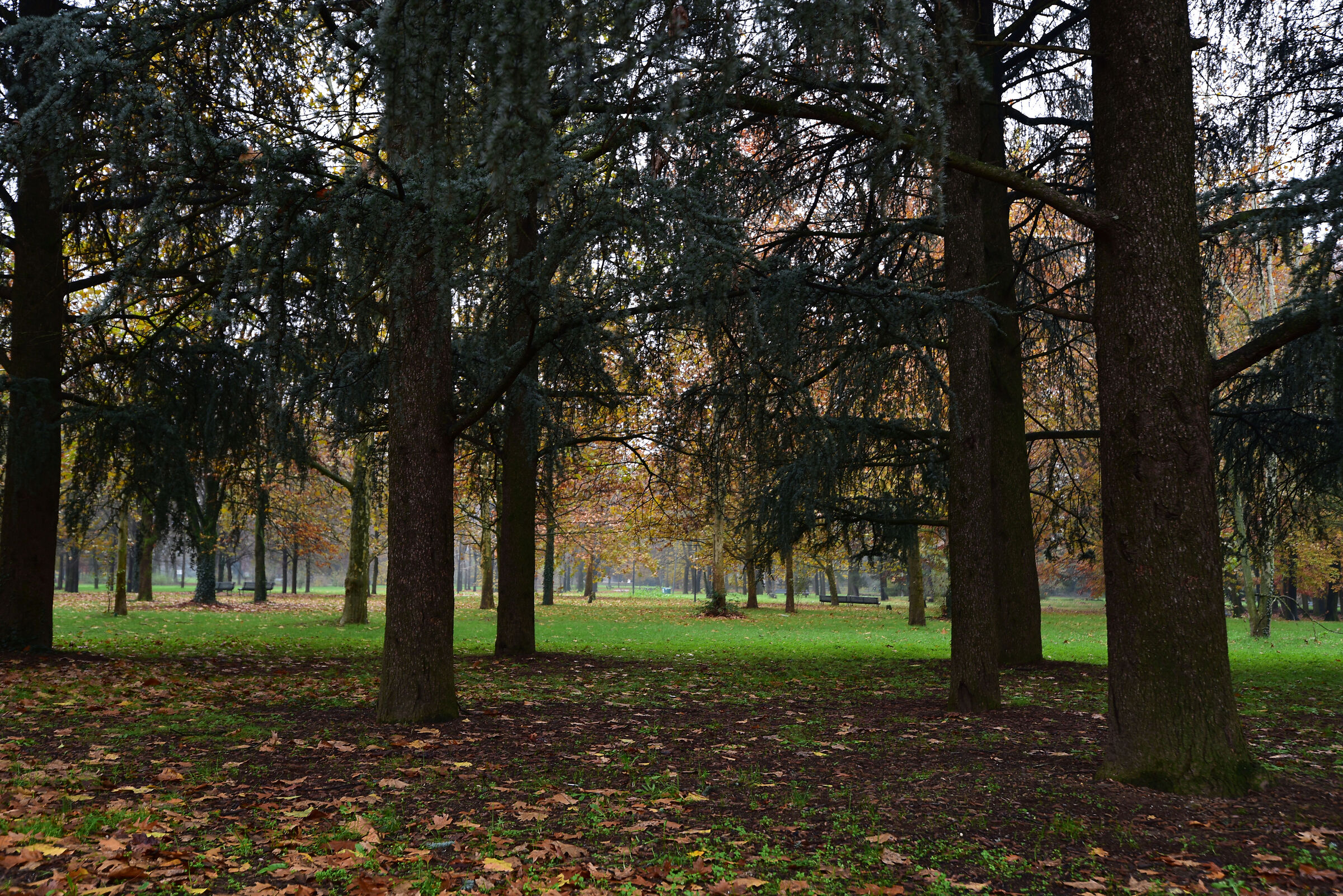 alberi