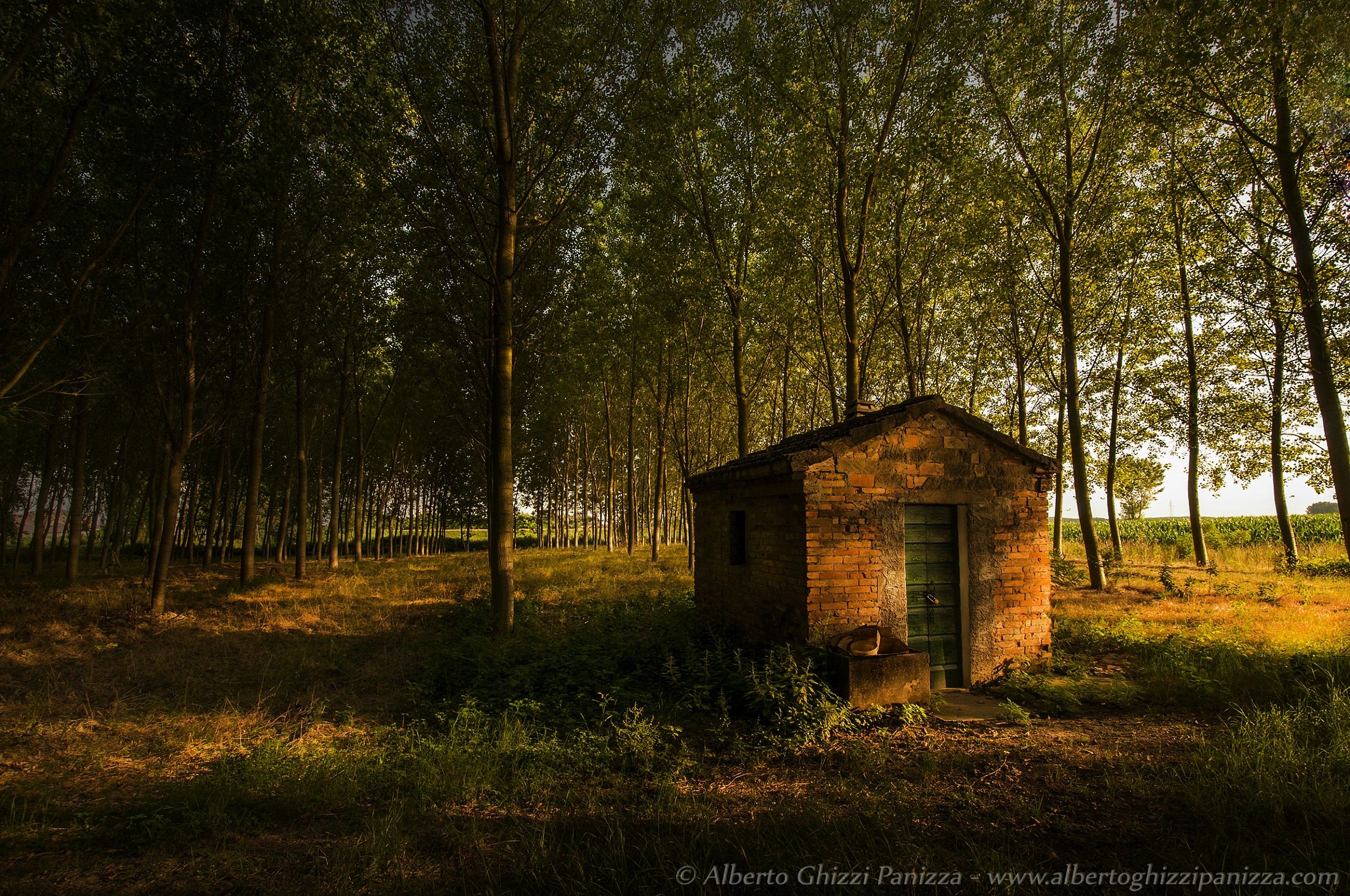 Casottino in the poplar grove